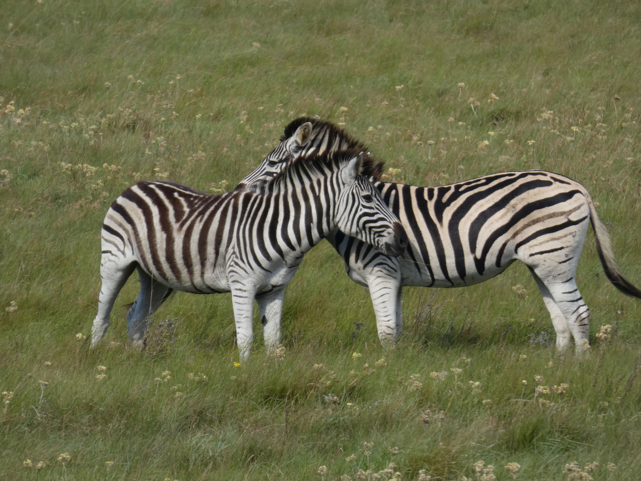 Steppenzebra