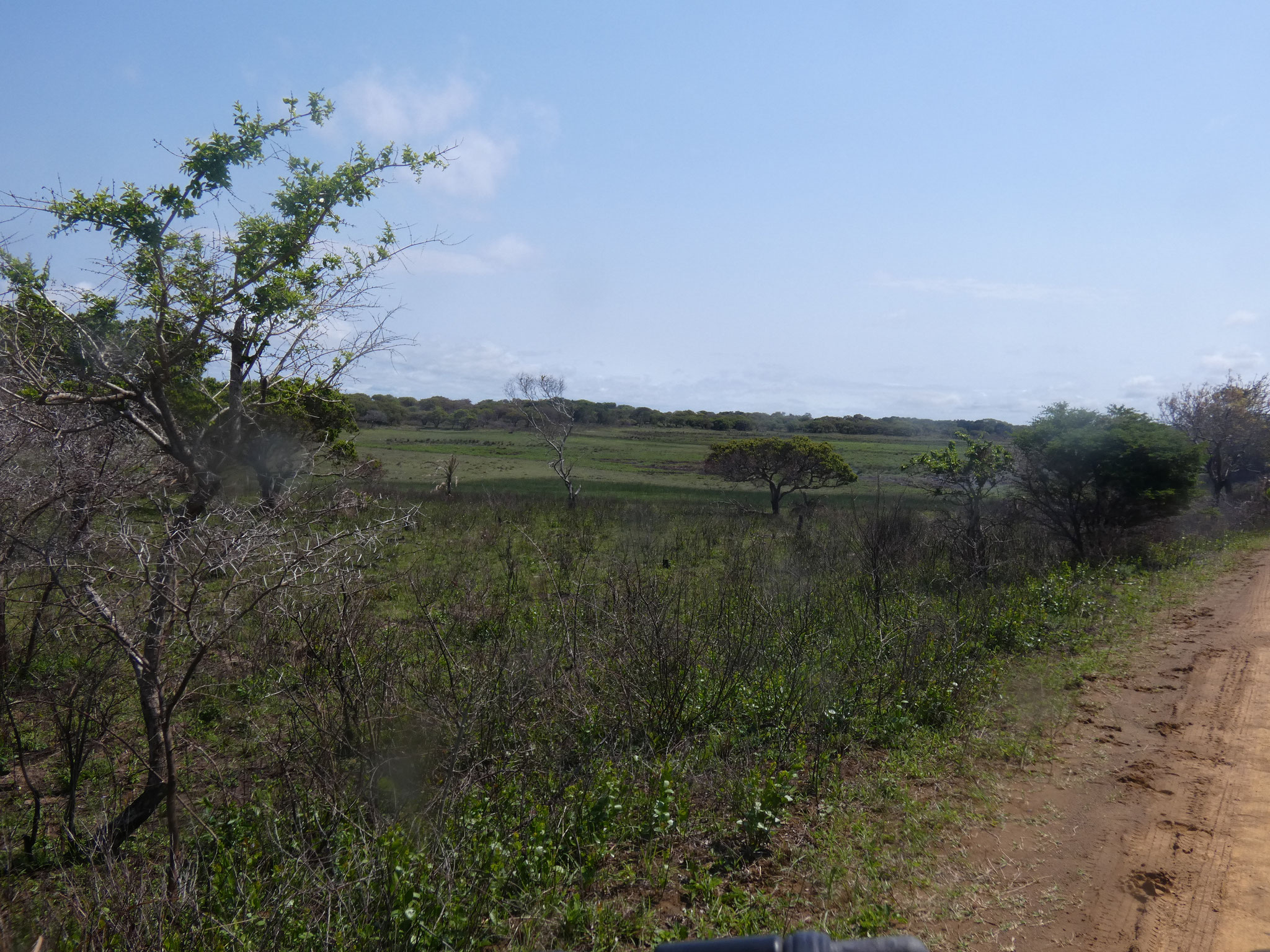 Landschaft im Wetland