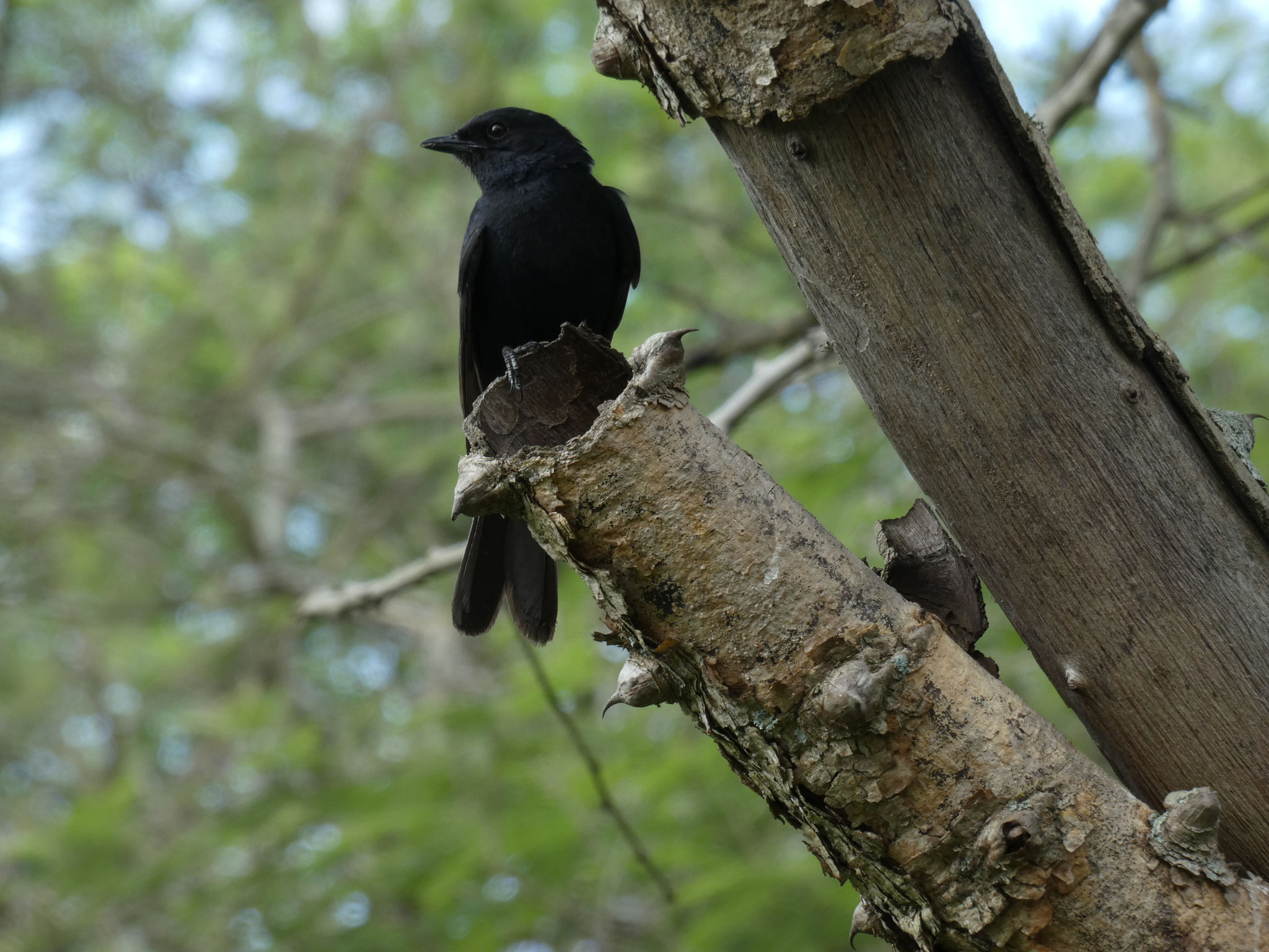 Drongoschnäpper Männchen mit