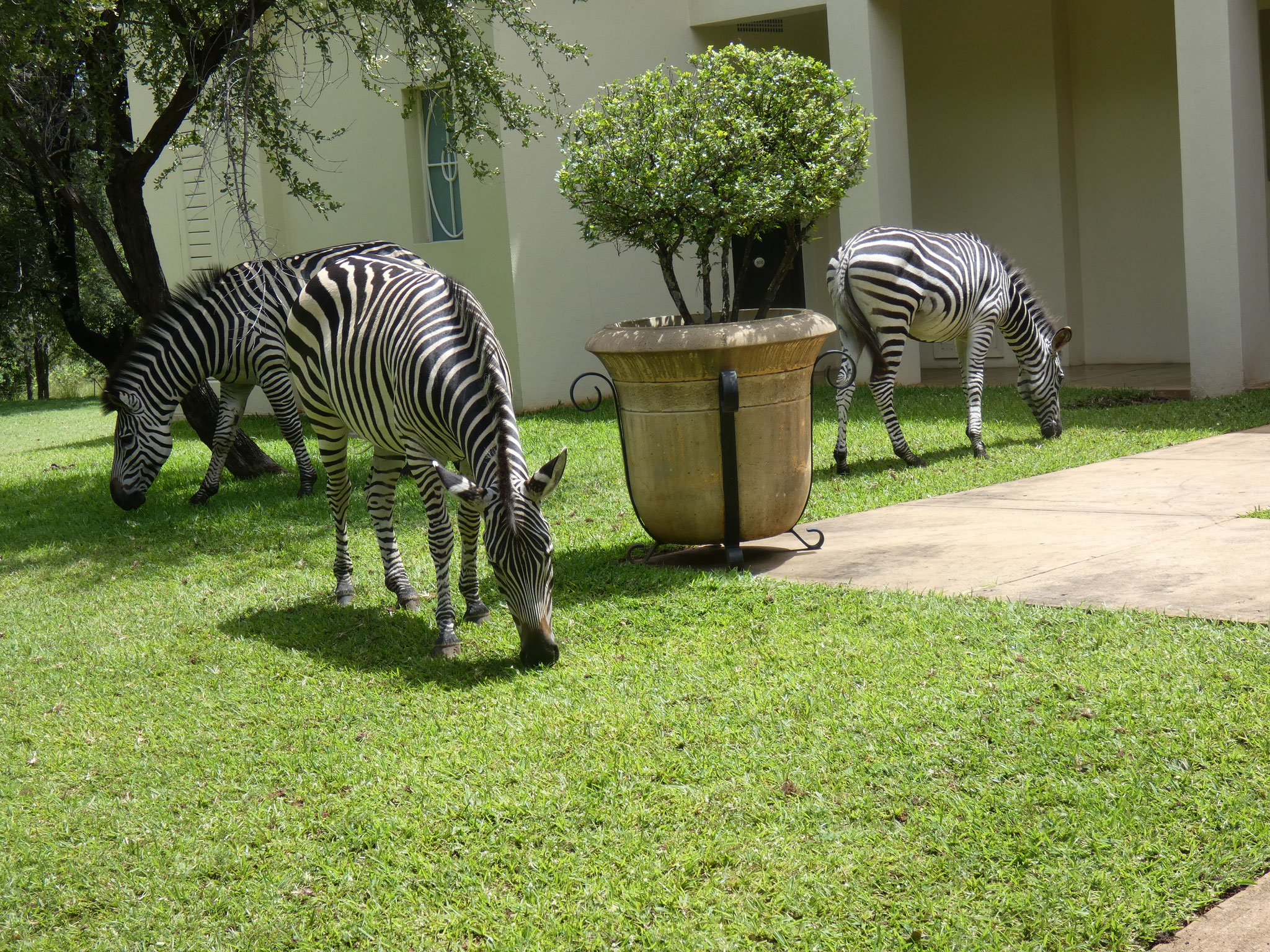 ... inkl. grasenden Zebras ......