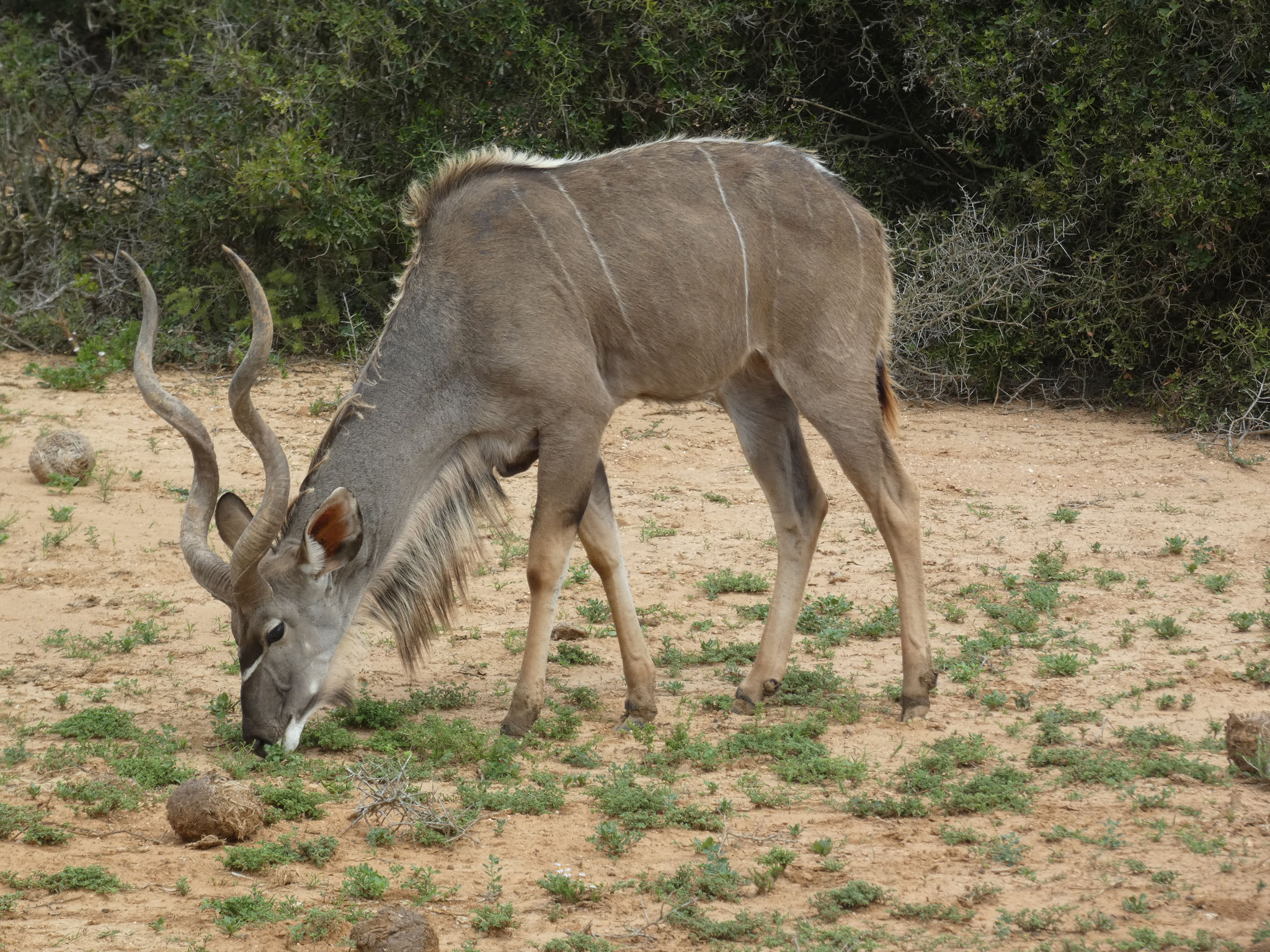 Kudu Männchen