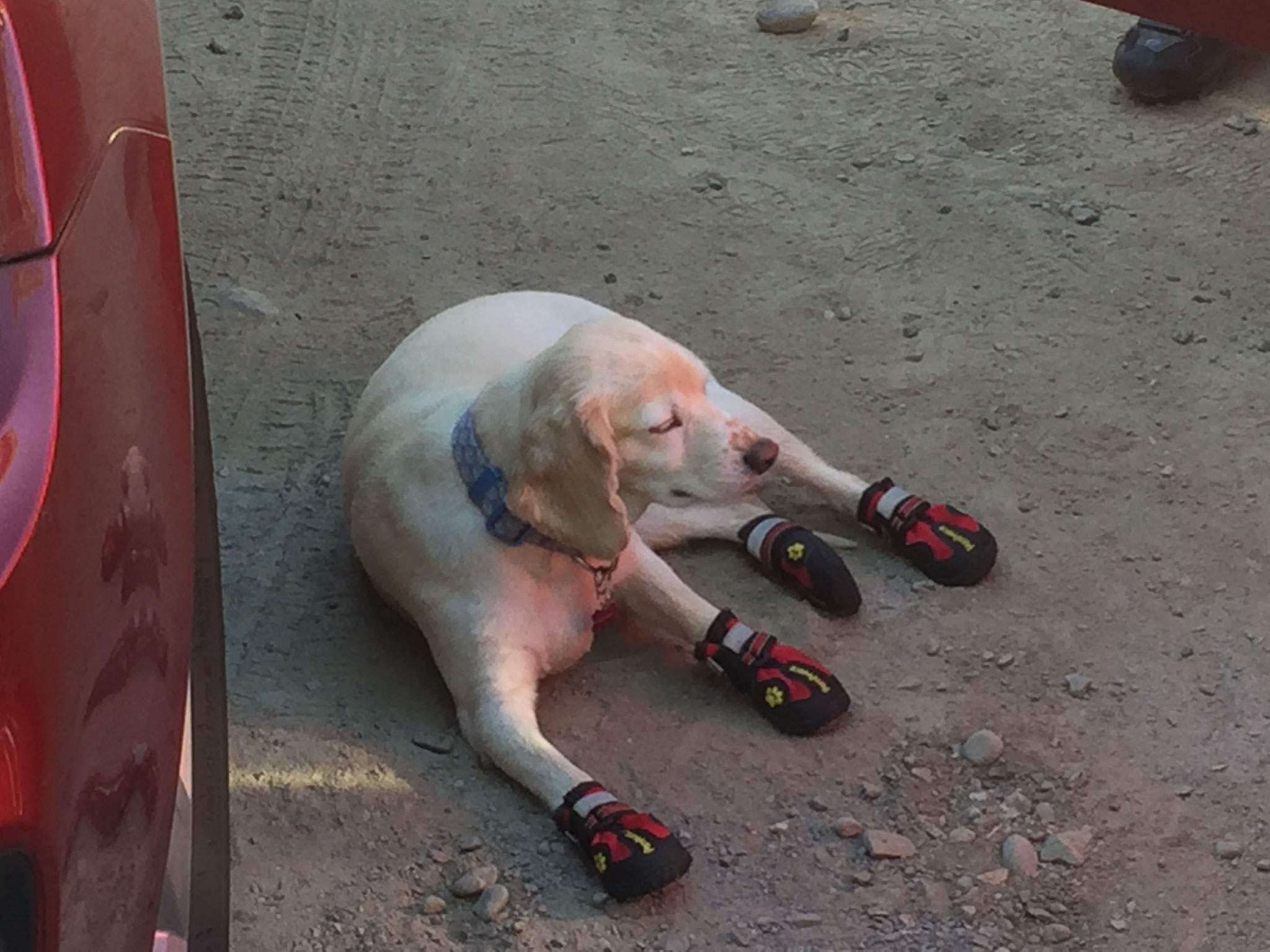 Hund mit Laufschuhen