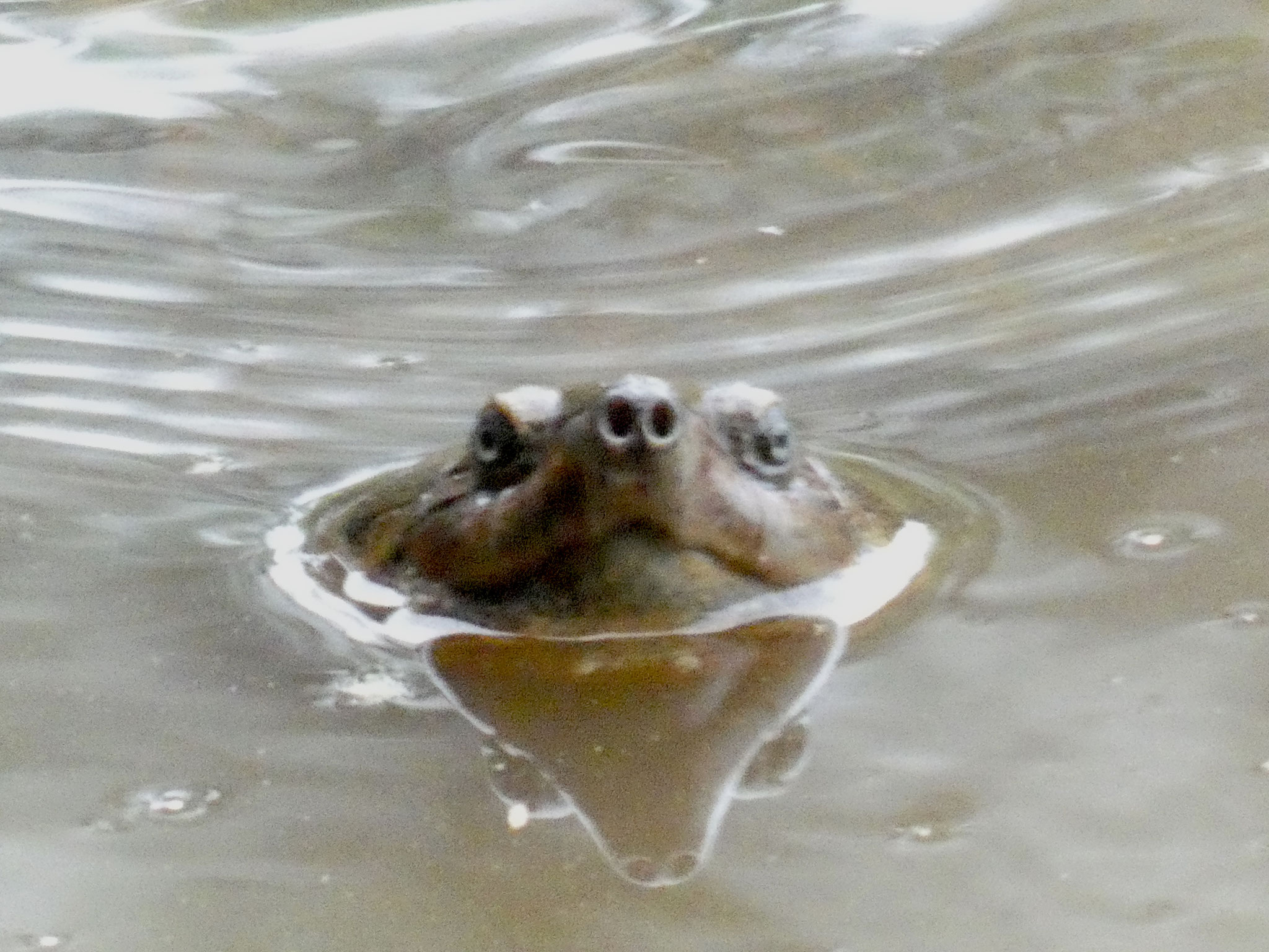 Wasserschildkröte