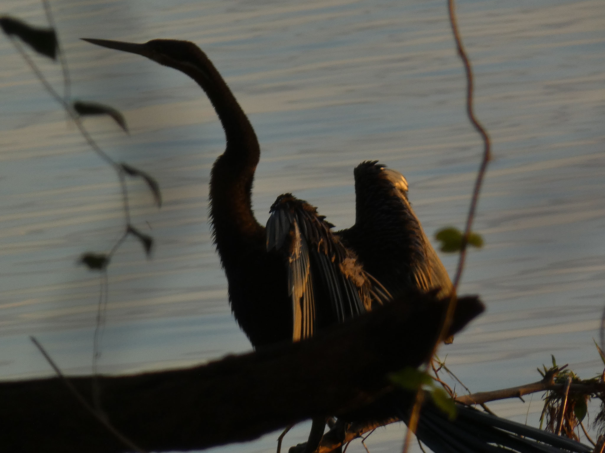 Kormoran im Abendlicht