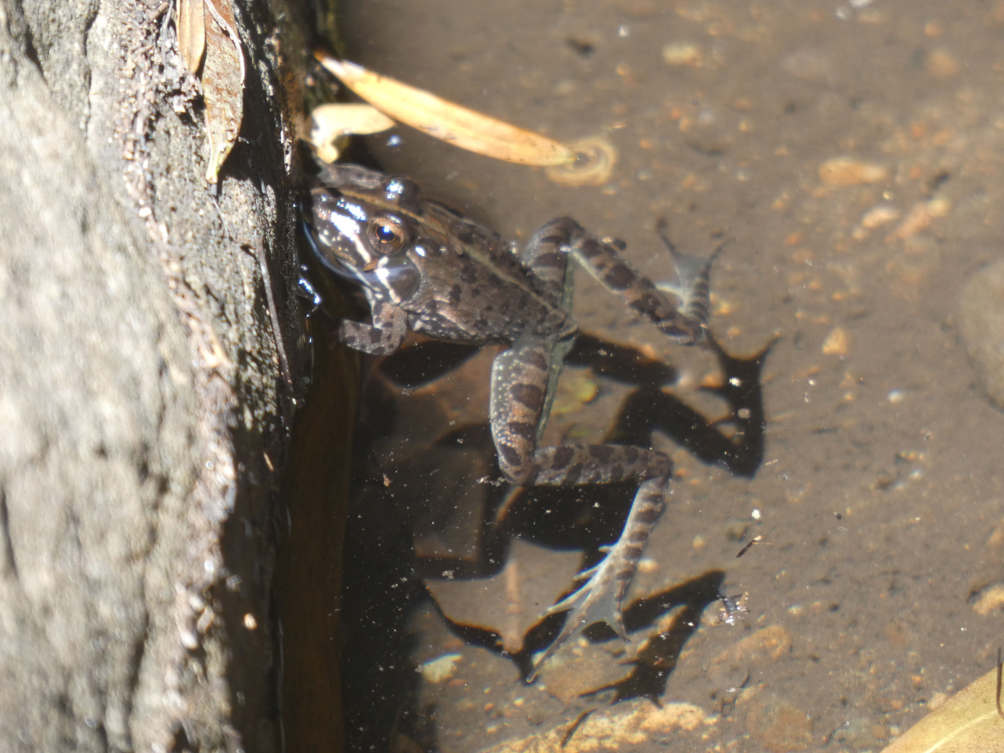 Drakensberg Flussfrosch