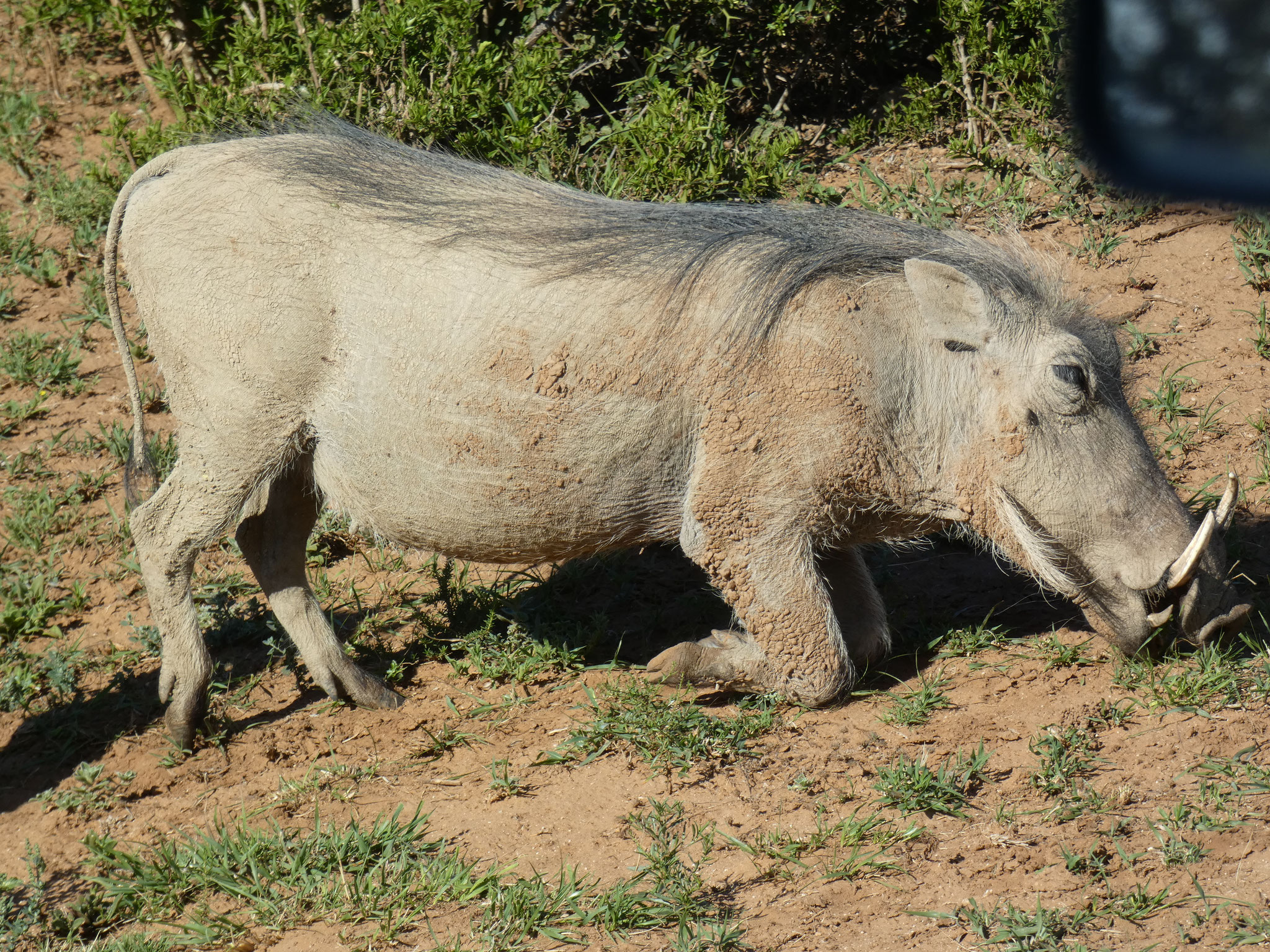 Warzenschwein macht es sich einfach zum fressen