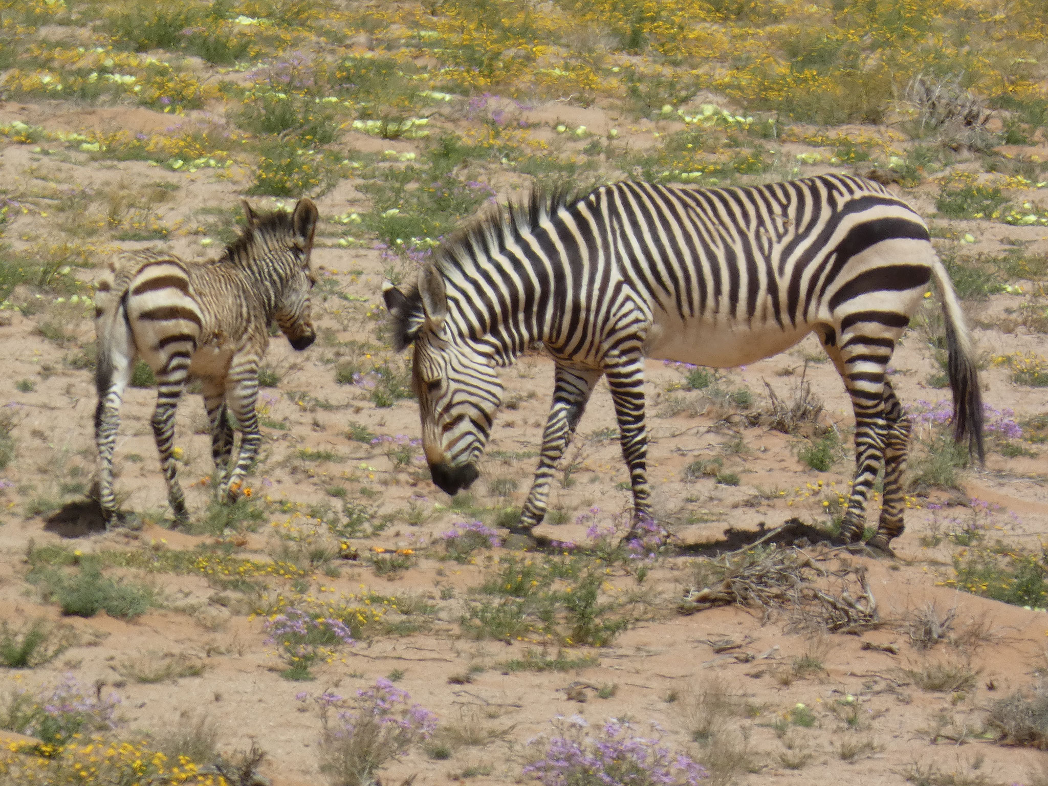 auch Zebras gibt es
