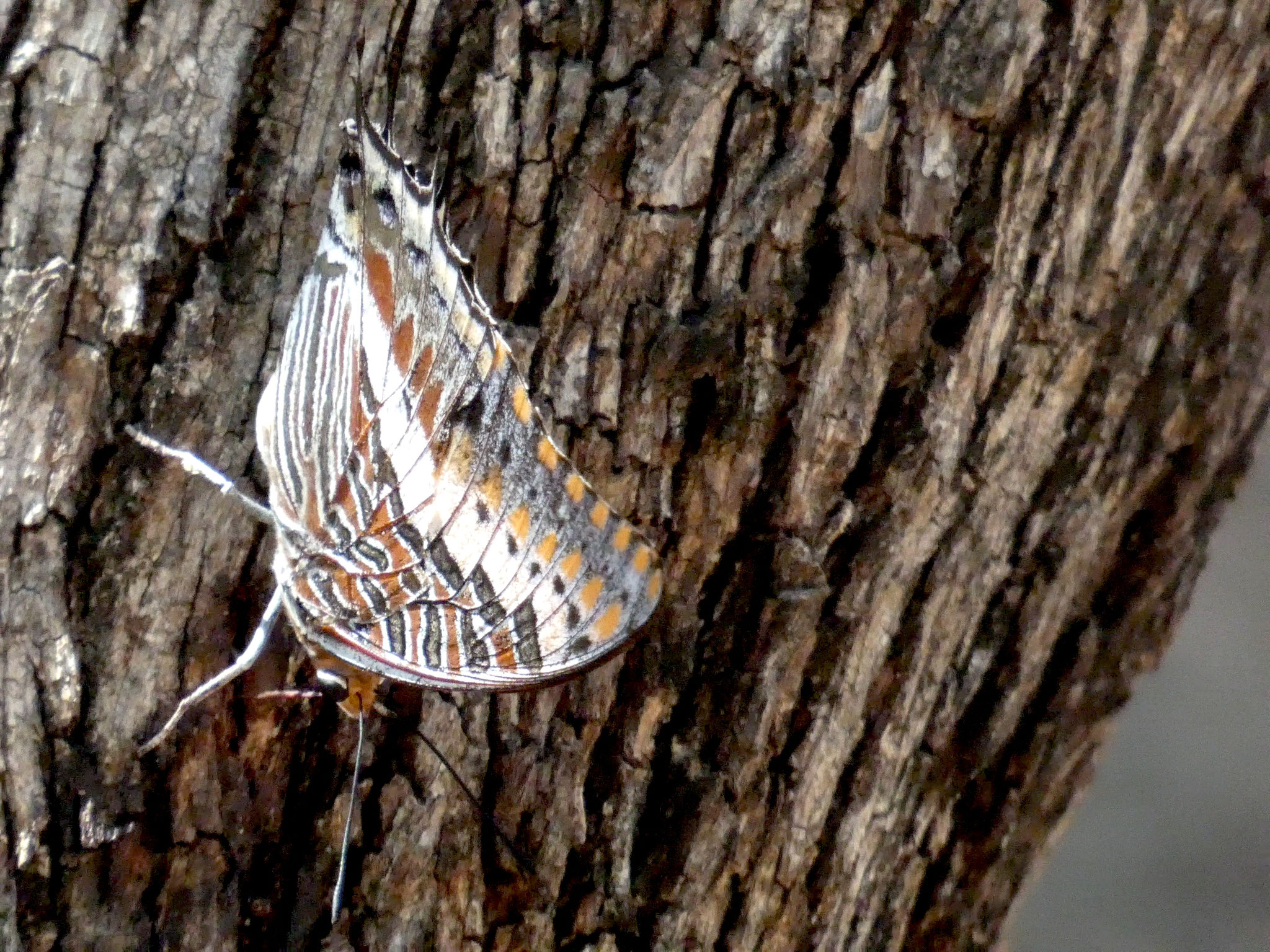 Fuchs-Charaxes Männchen