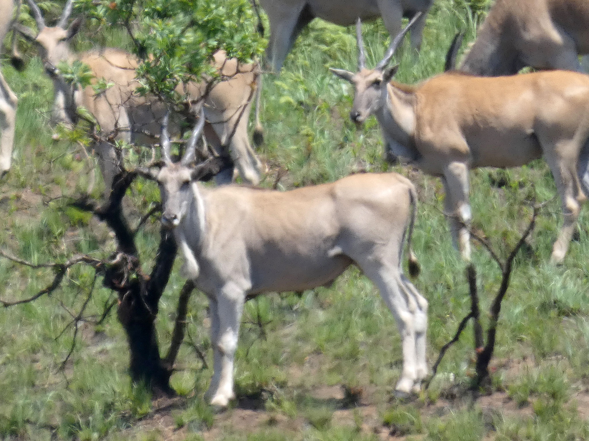 Elanantilope