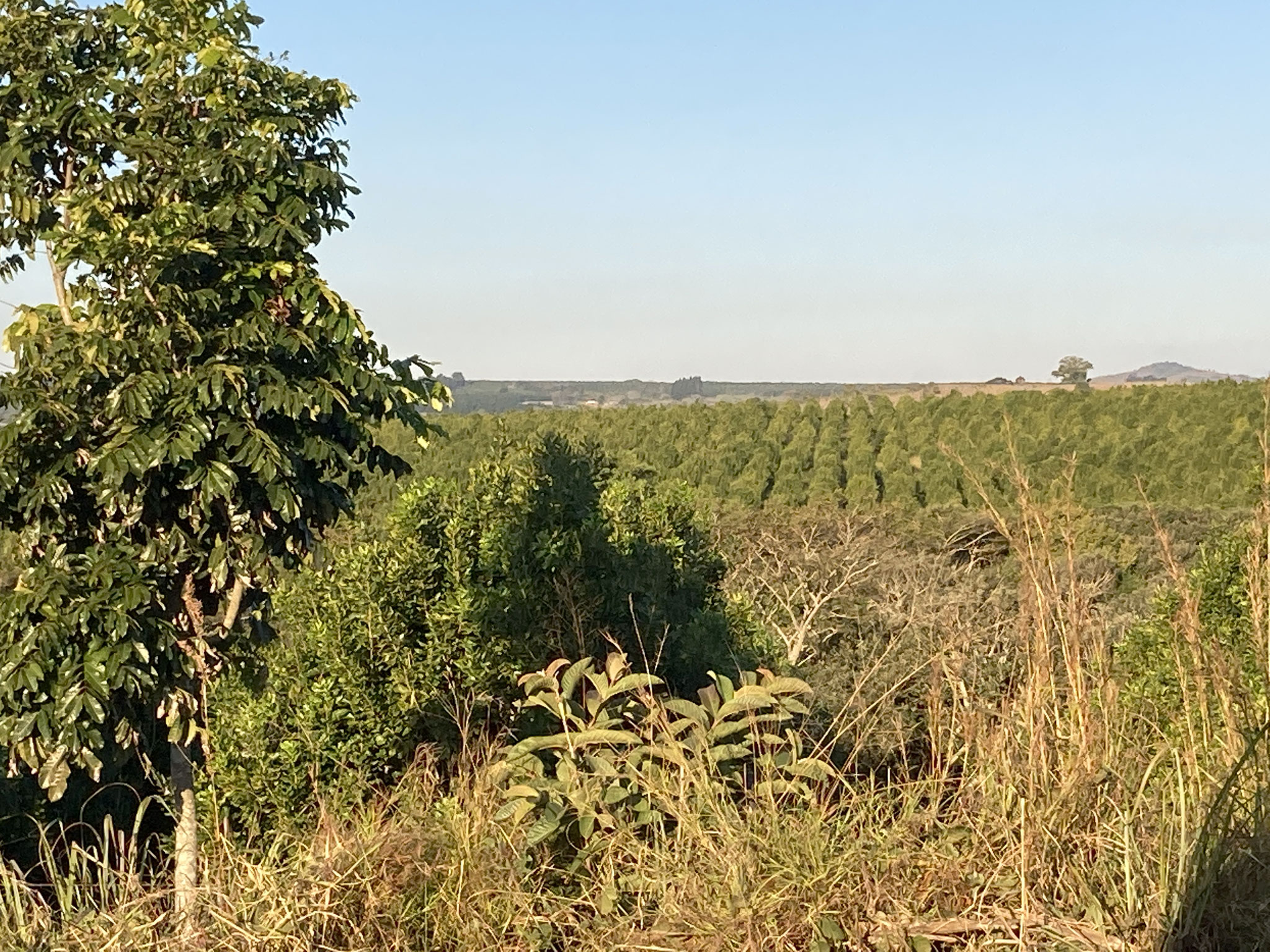 Plantagen in den Hügeln