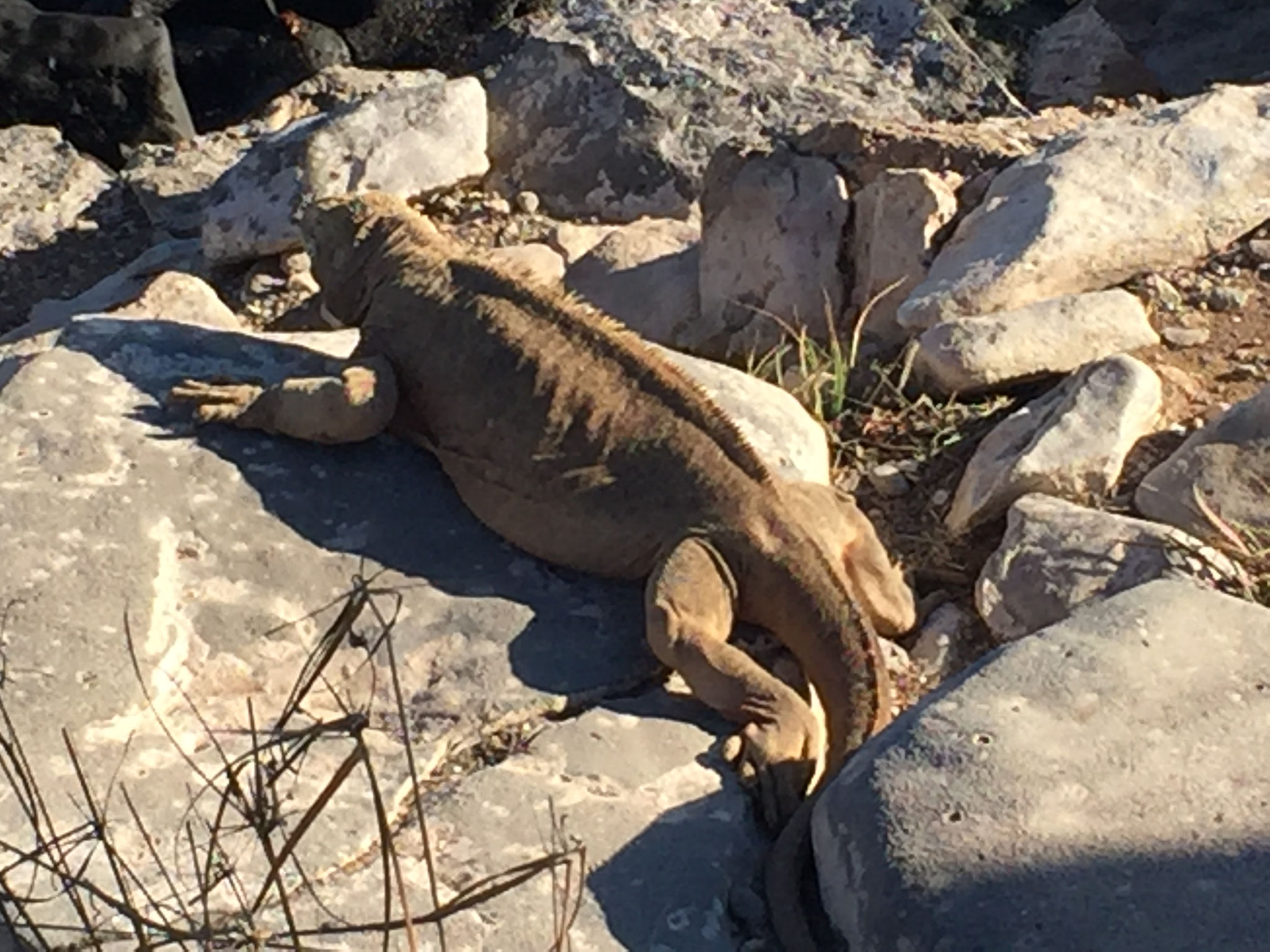 Iguana