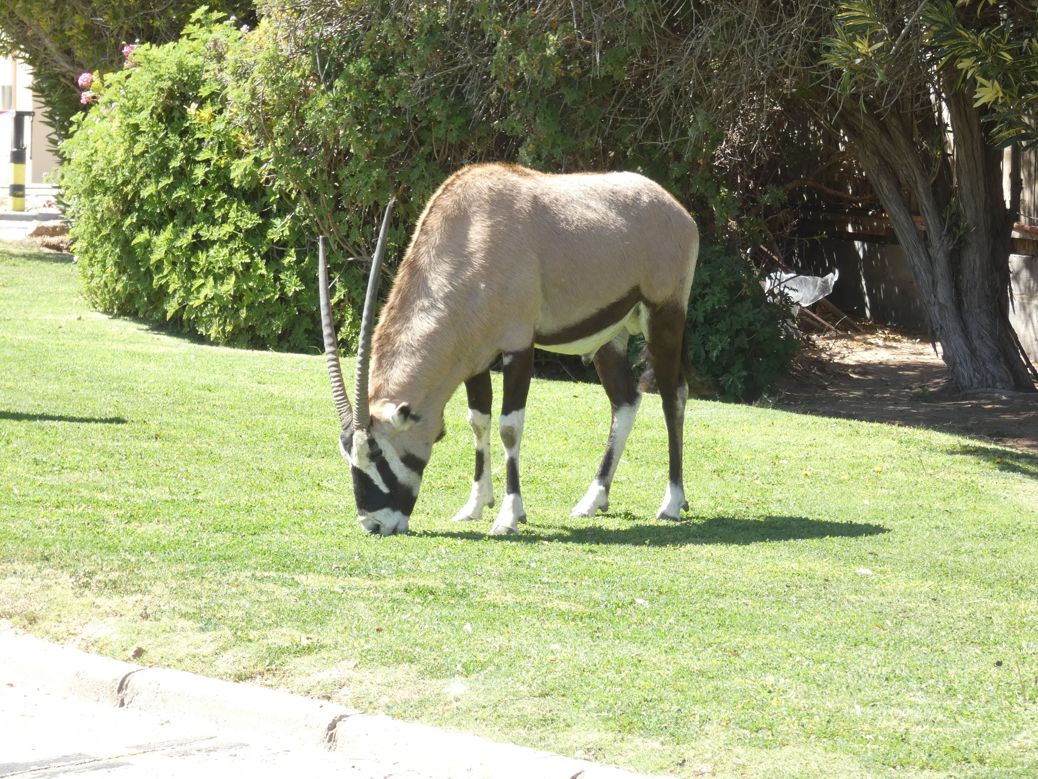 Oryx mitten in der Stadt