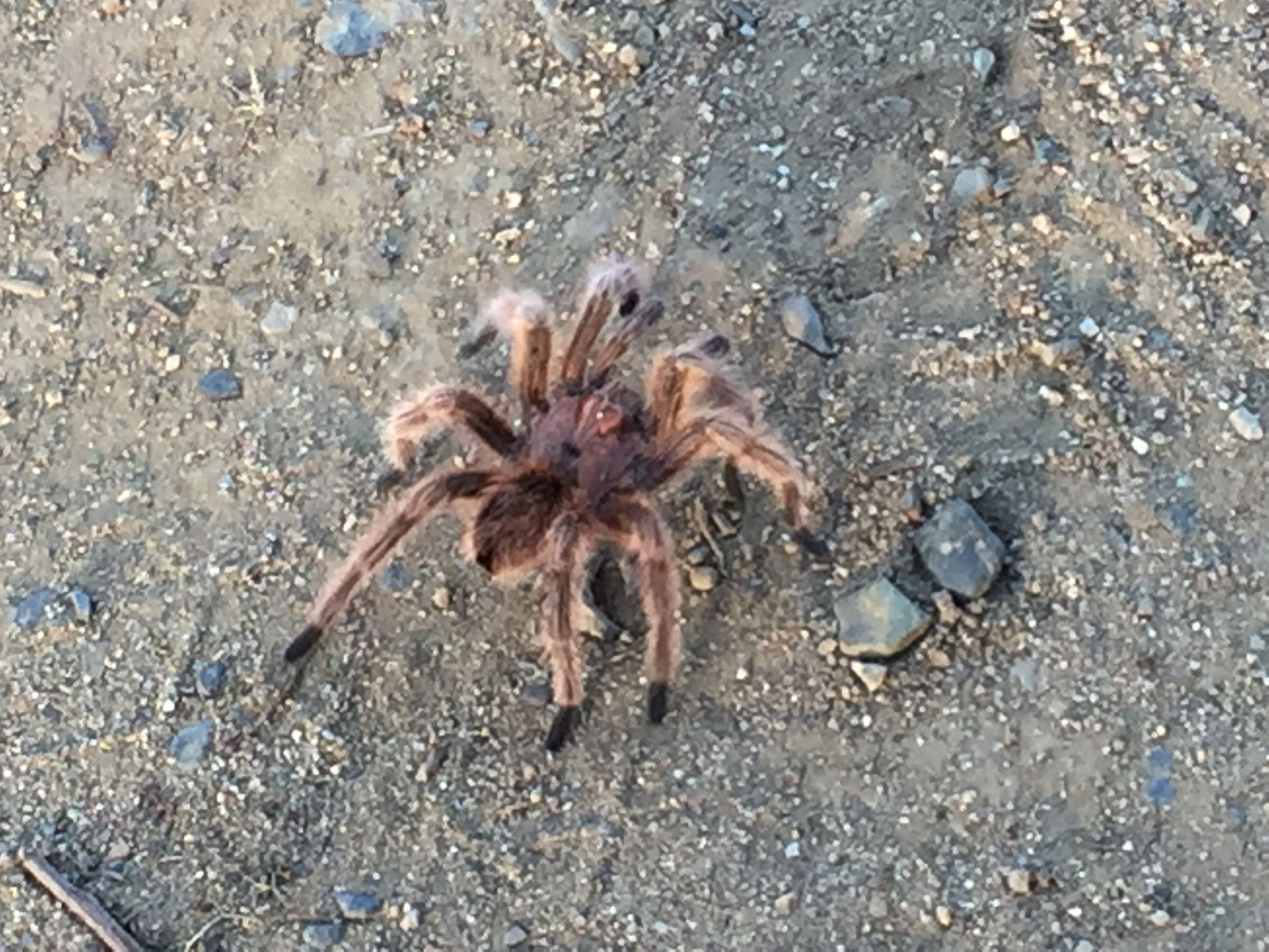 Unser Freund auf dem Campingplatz!