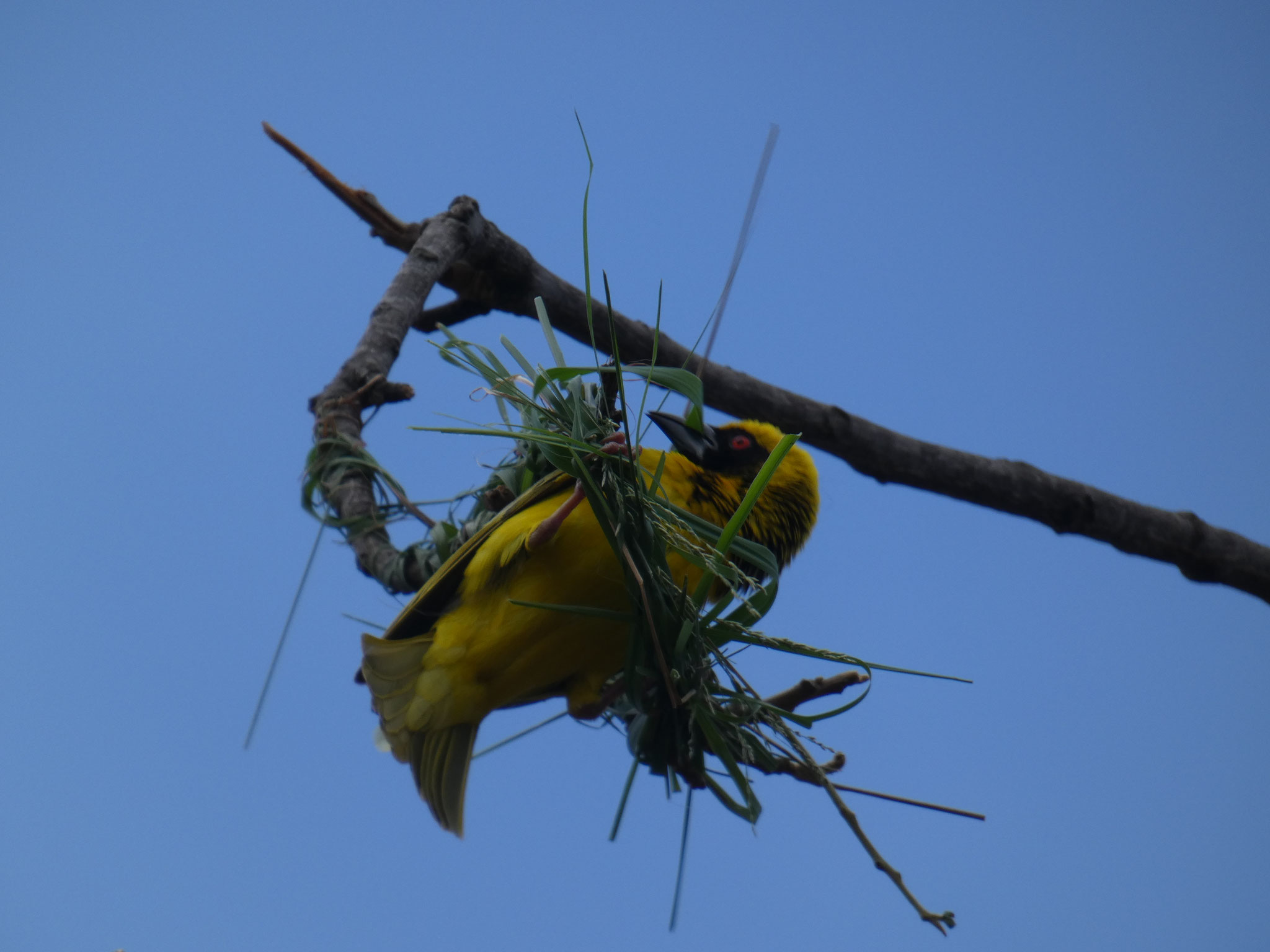 Maskenweber beim Nestbau 