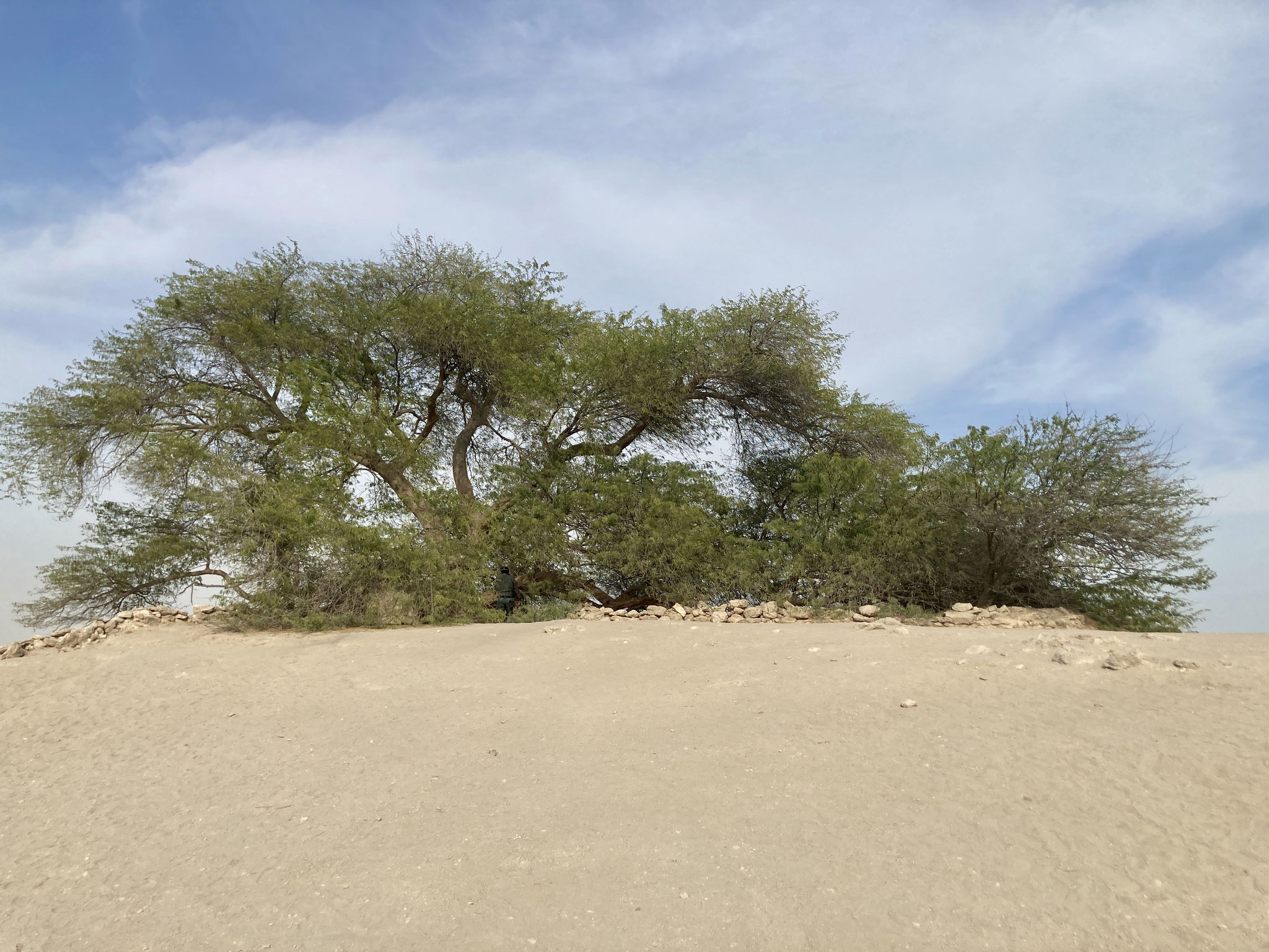 500 Jahre alter Baum