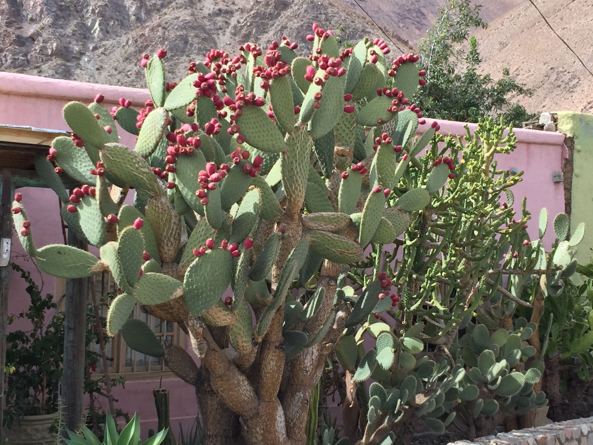 Viele Kakteen und Blumen im Elqui