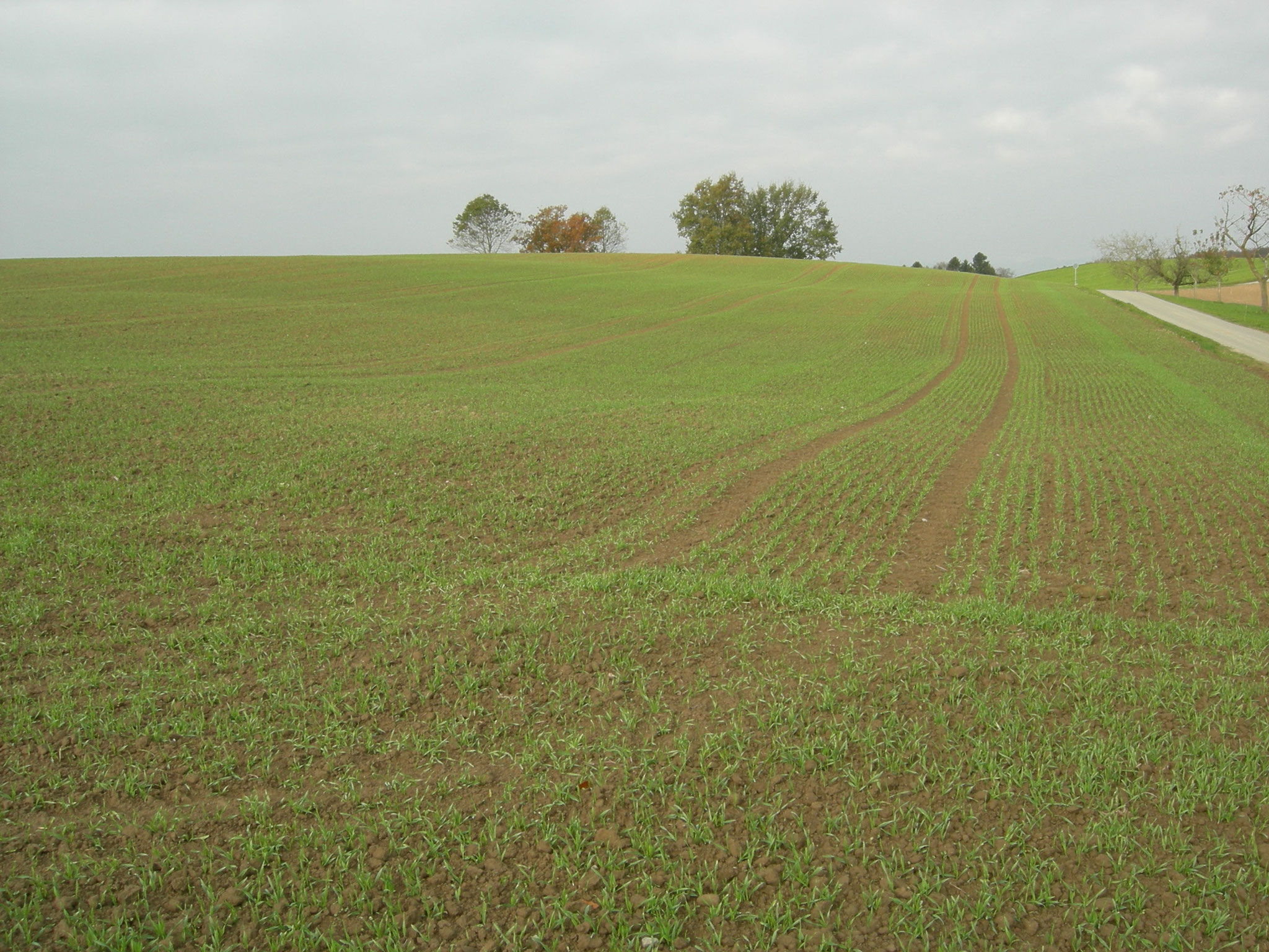 14ha Landwirtschaftliche Nutzfläche - bolligeragrardienstes Webseite!