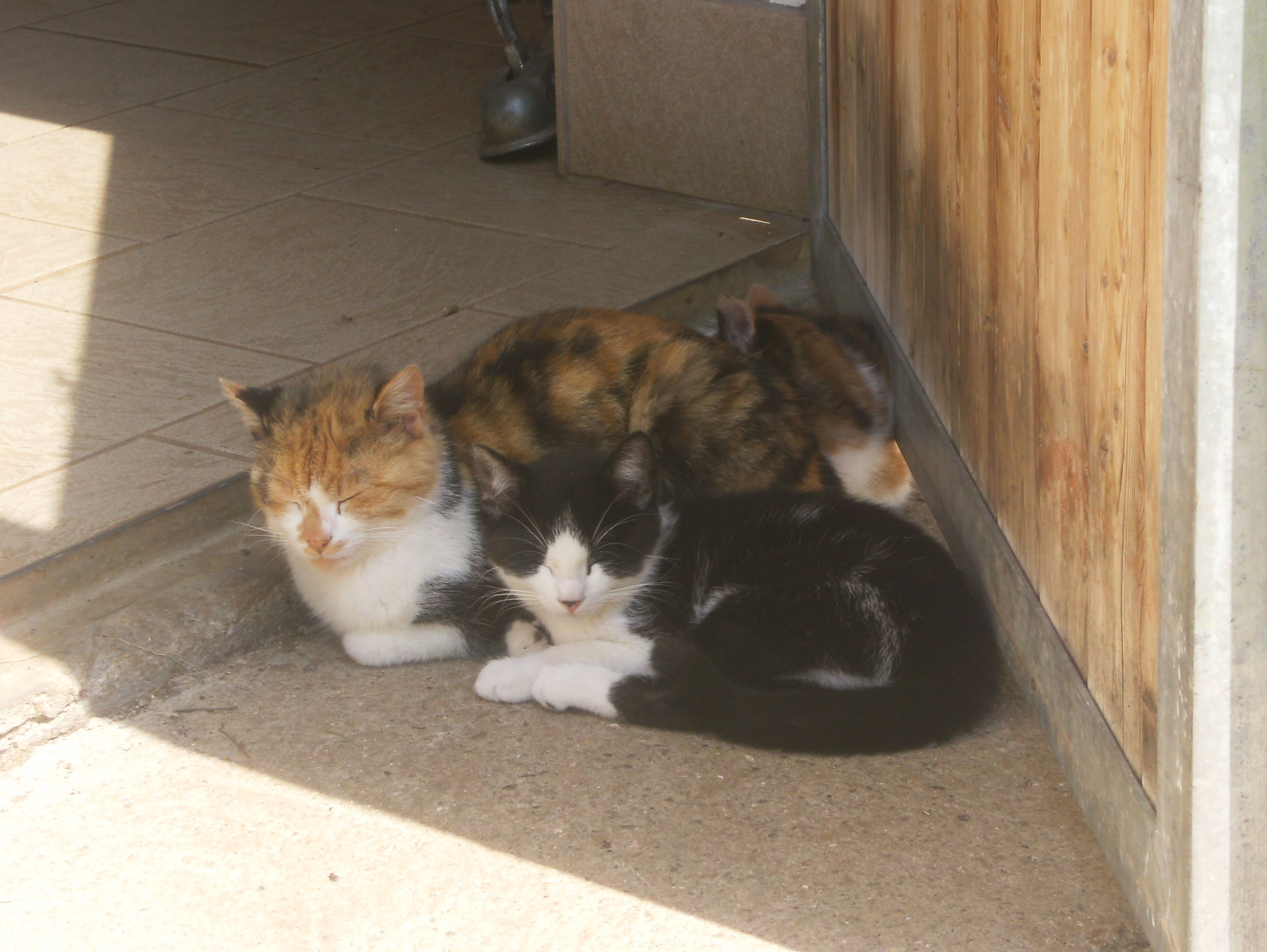 Katzen Biohof Haus Wieser Abtenau Salzburg Land