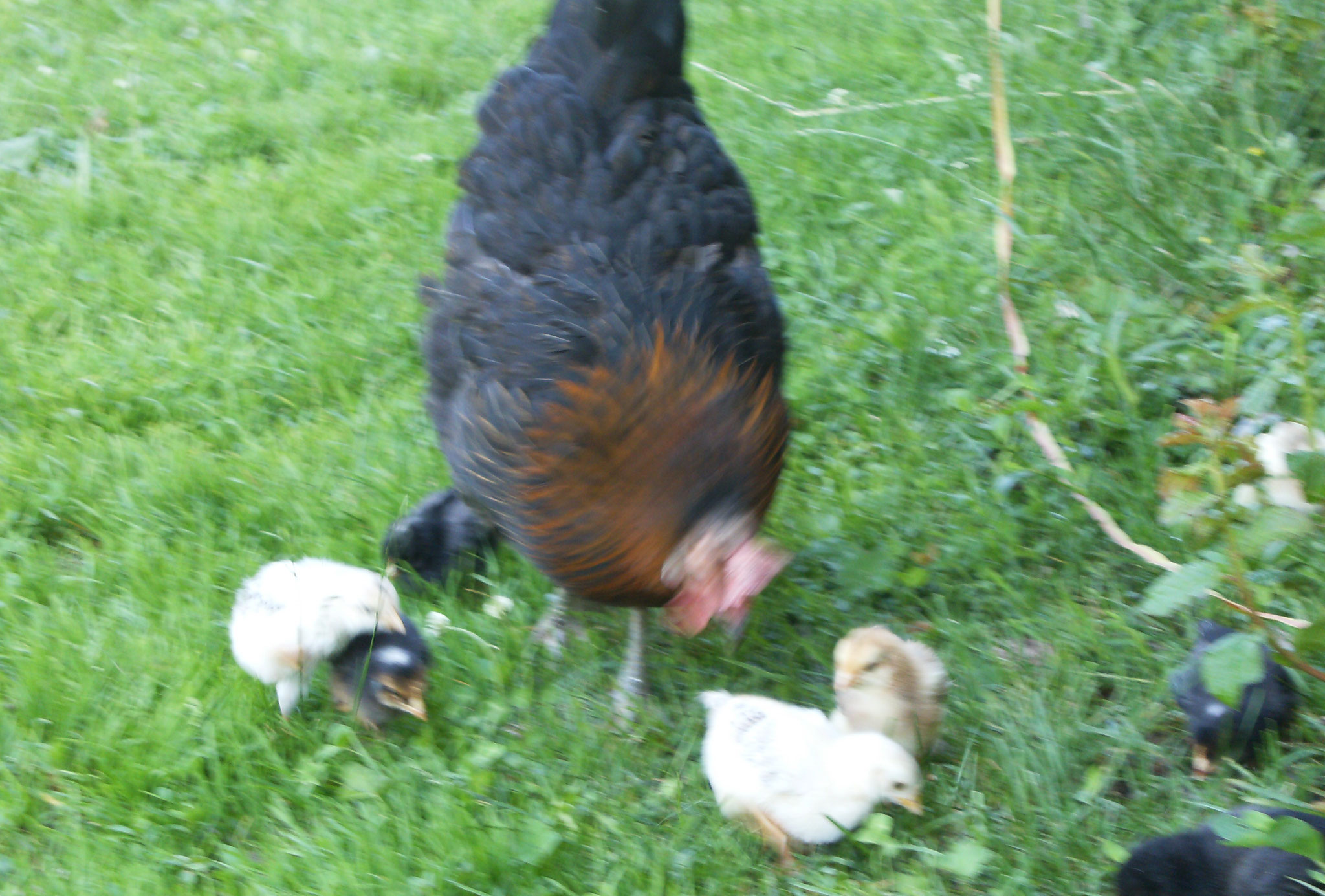 Huhn mit Küken Biohof Haus Wieser Salzburg Land