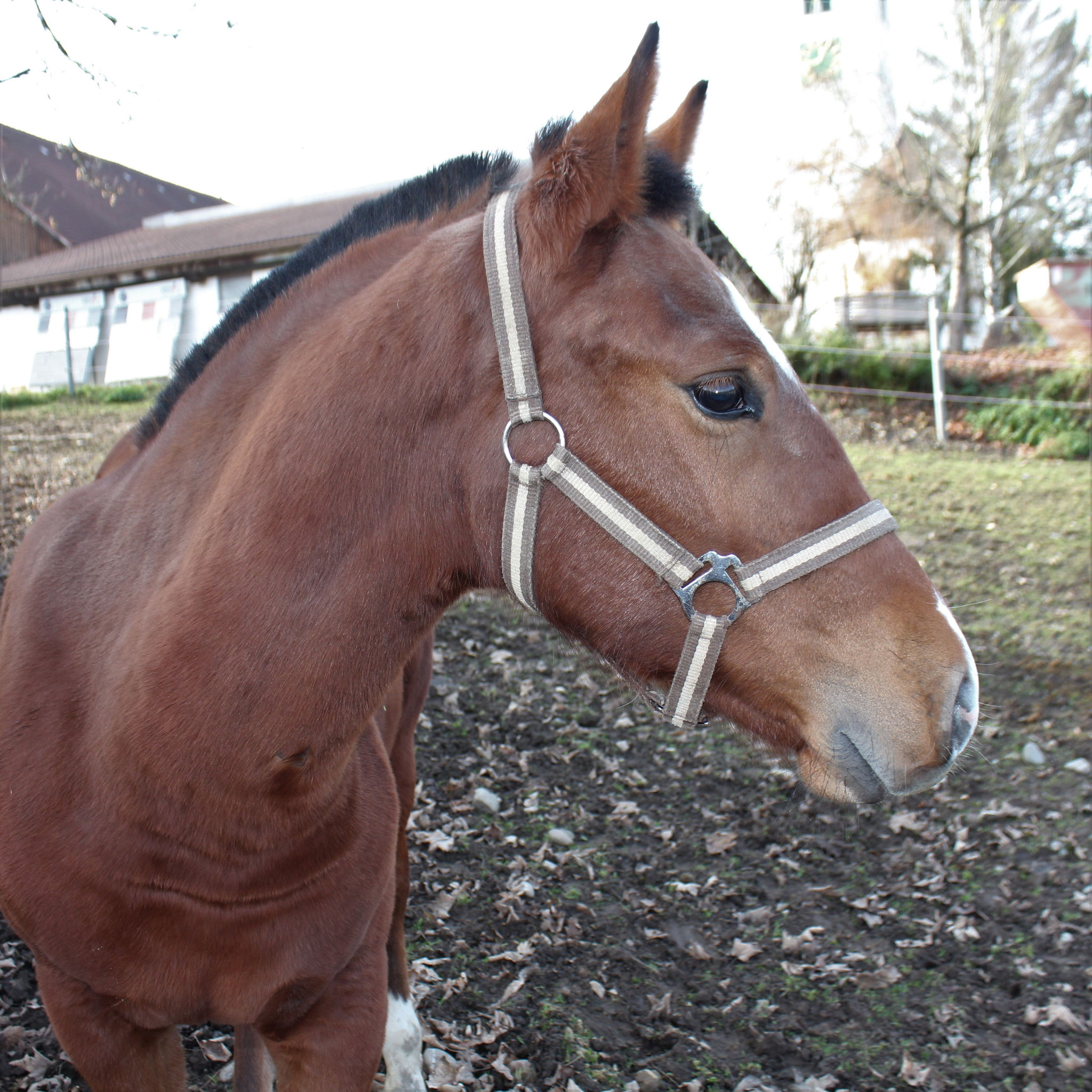 Linus endlich ist er da ;)  
