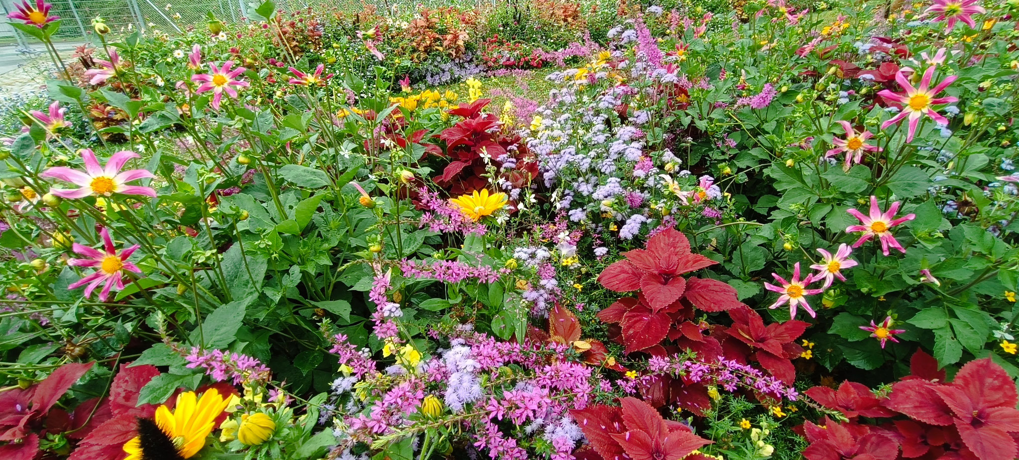 Landesgartenschau Wangen/Allgäu - wunderschöne Themenvielfalt 