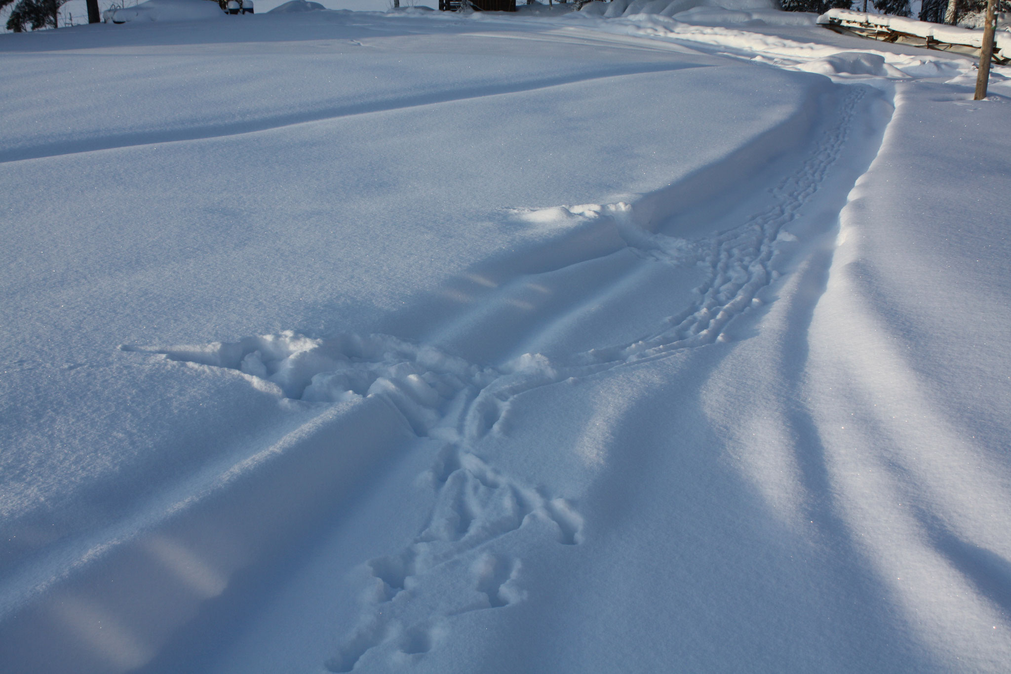 Spuren von *Wildbesuch* 