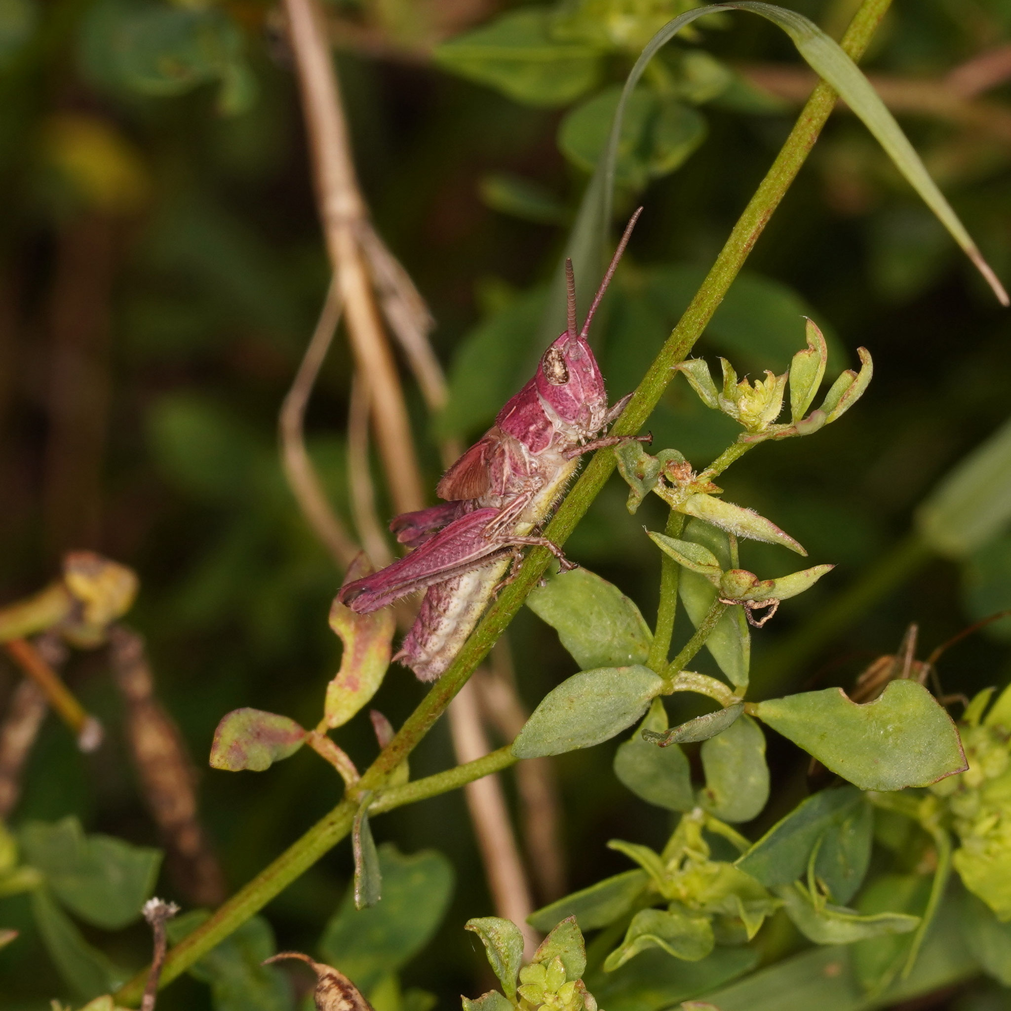 Erythristischer Grashüpfer, Foto: NABU Wuppertal/Klaus Kaufmann