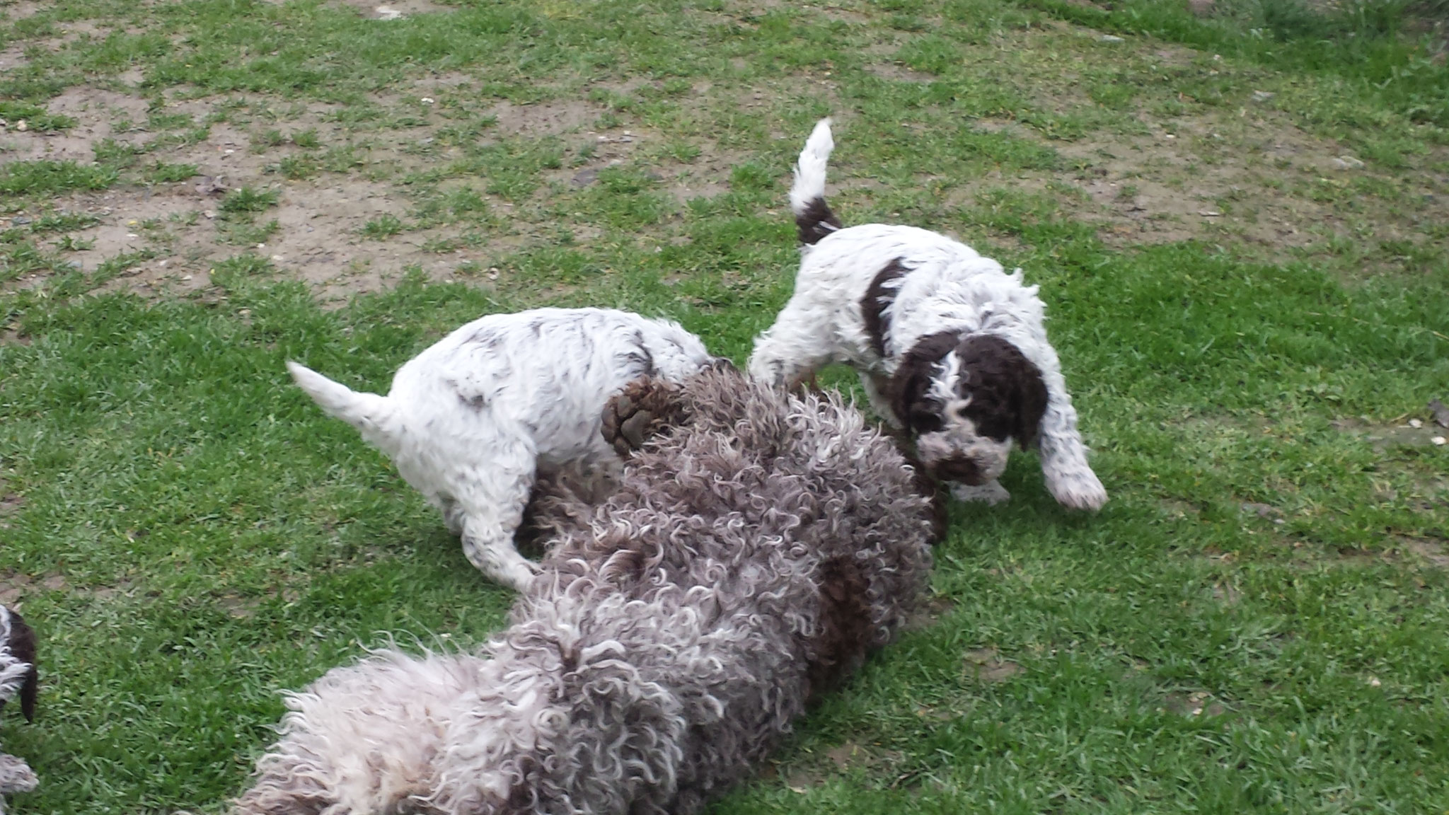 BENVENUTI - Lagotto Romagnolo