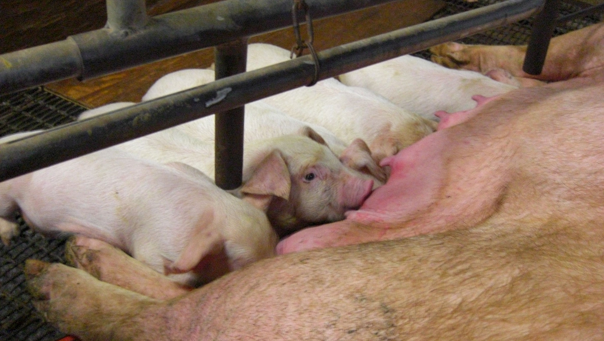 ホーム - 宮崎大学 産業動物臨床繁殖学研究室（リンパン）