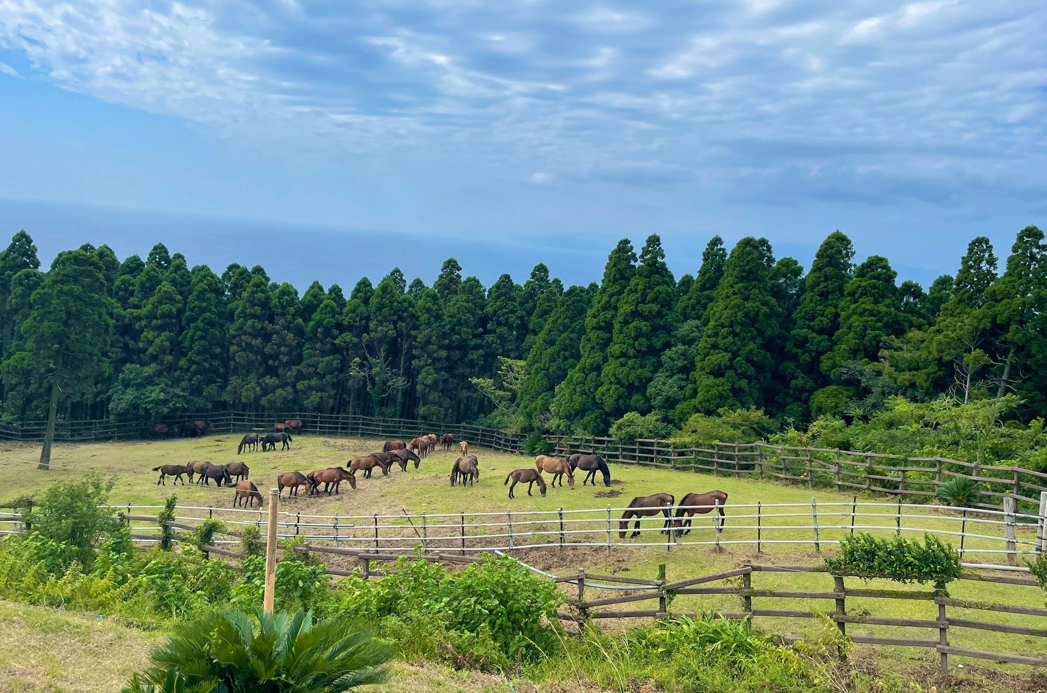 ホーム - 宮崎大学 産業動物臨床繁殖学研究室（リンパン）