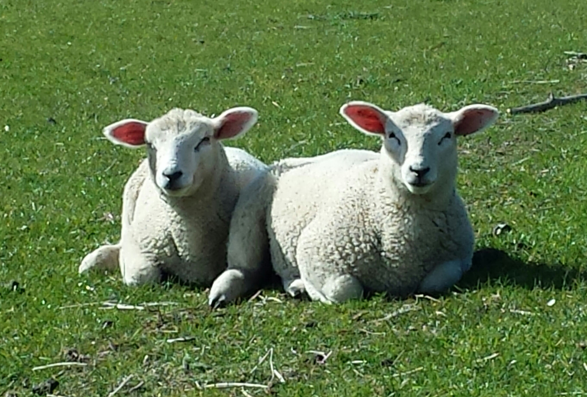 Schafe 4