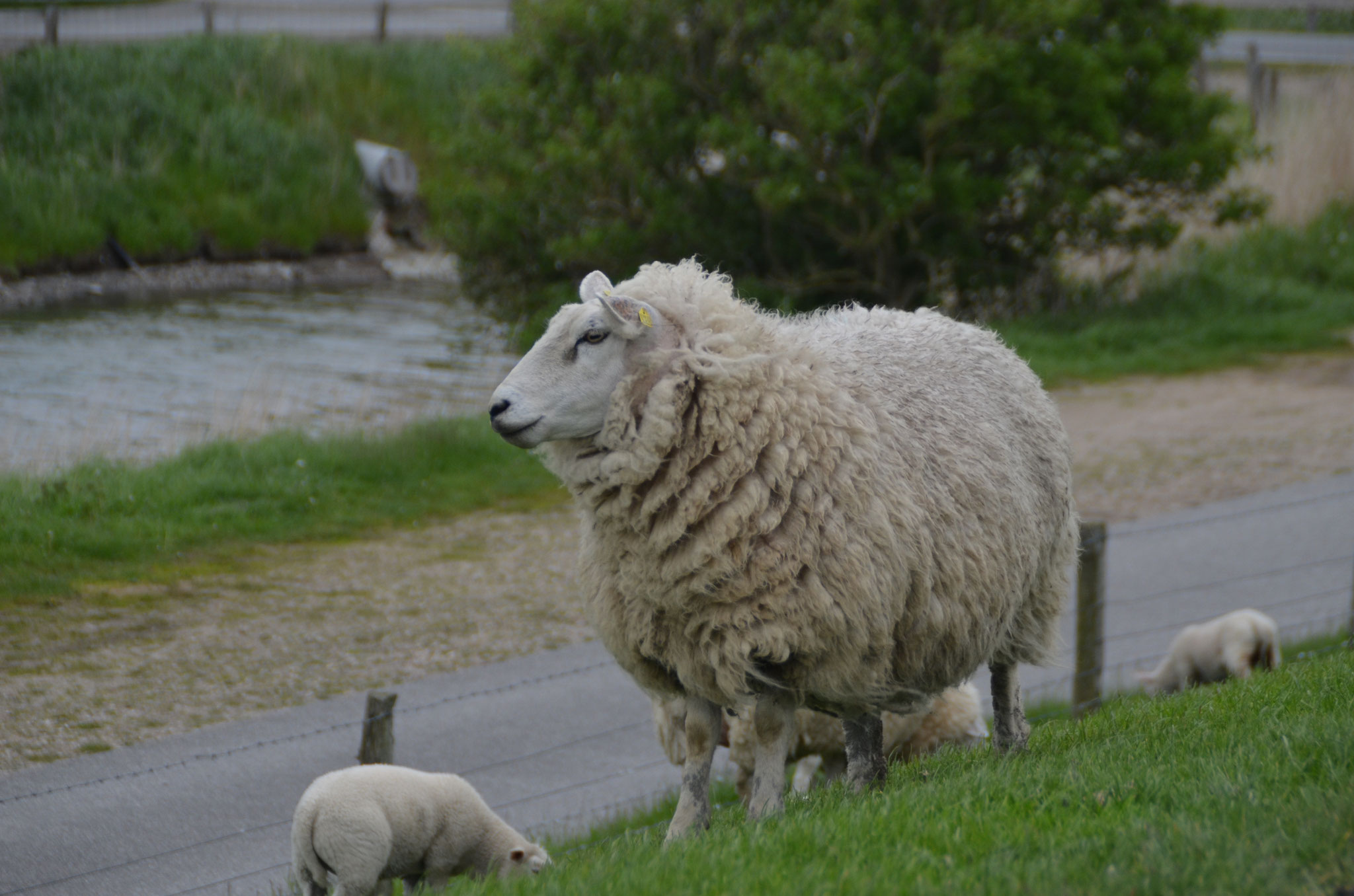 Schafe 15