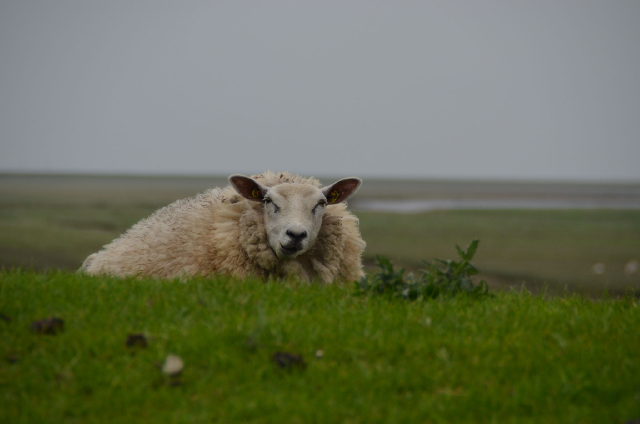 Schafe 17