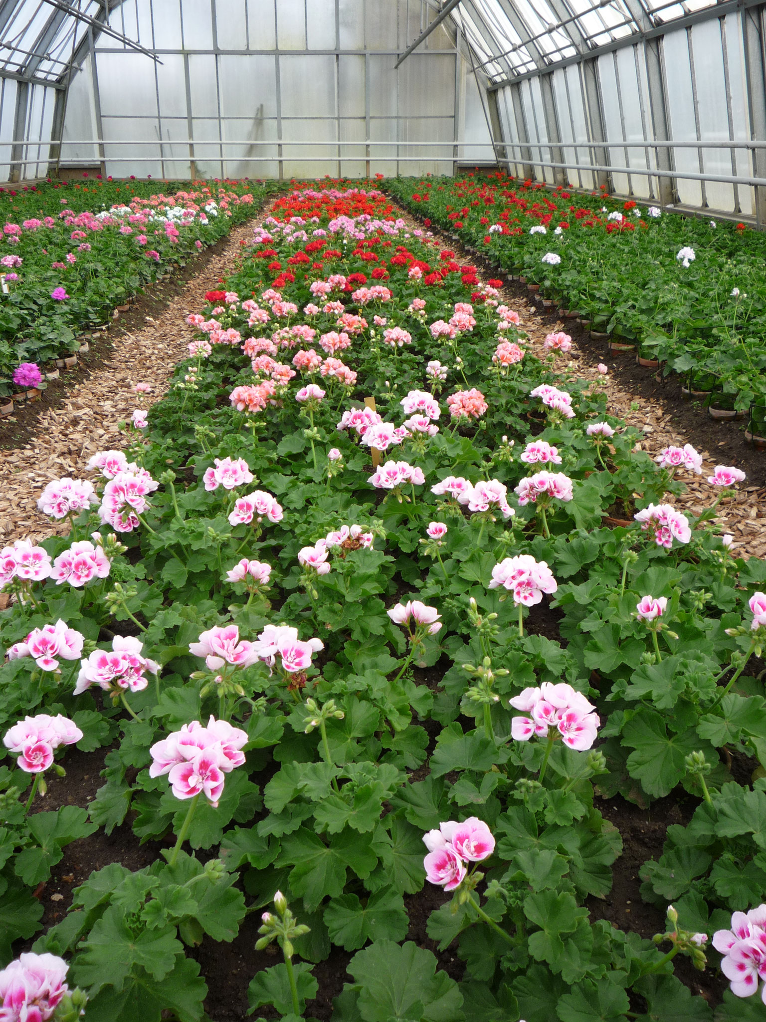 grosse Auswahl Sommerflor