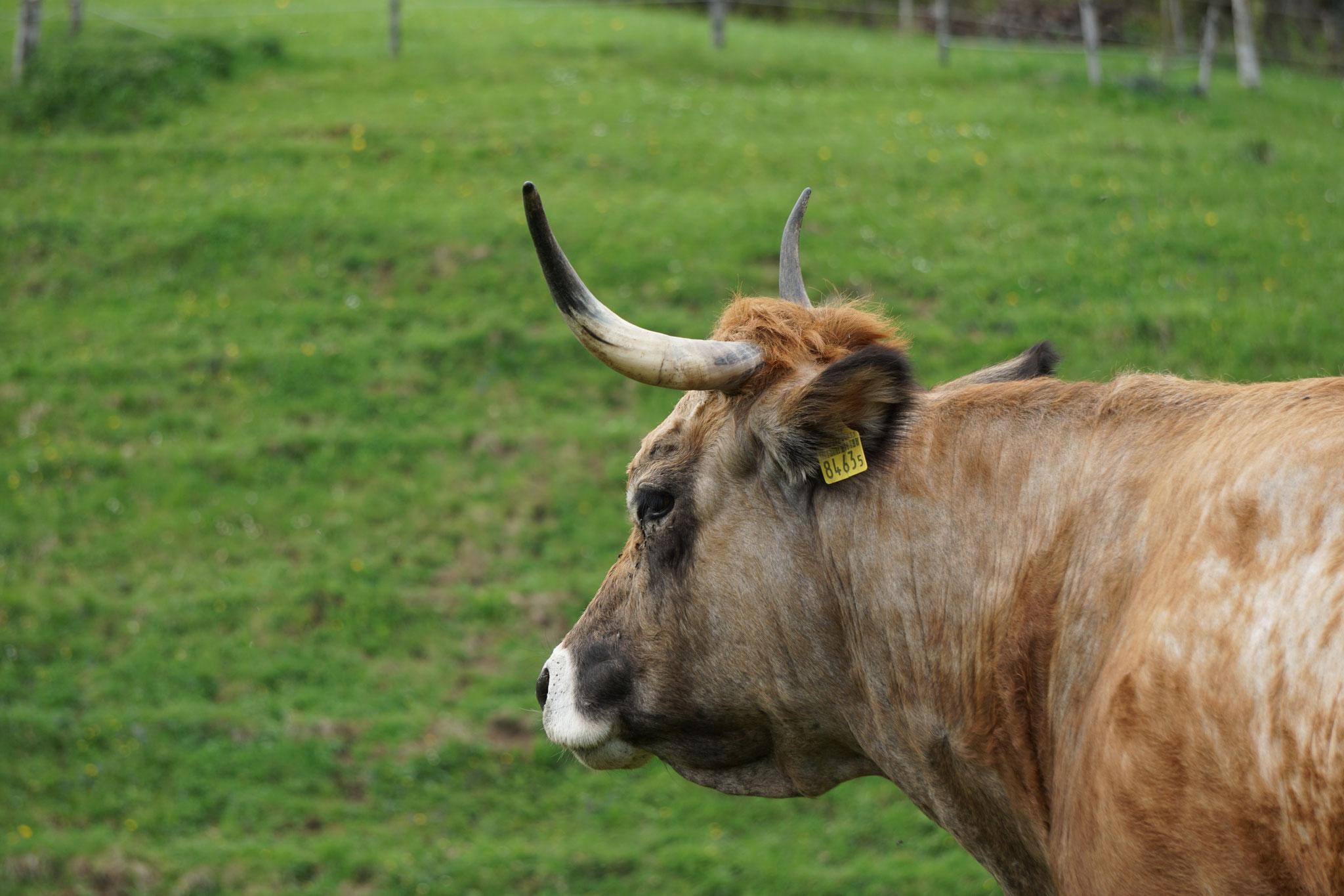 Aubrac
