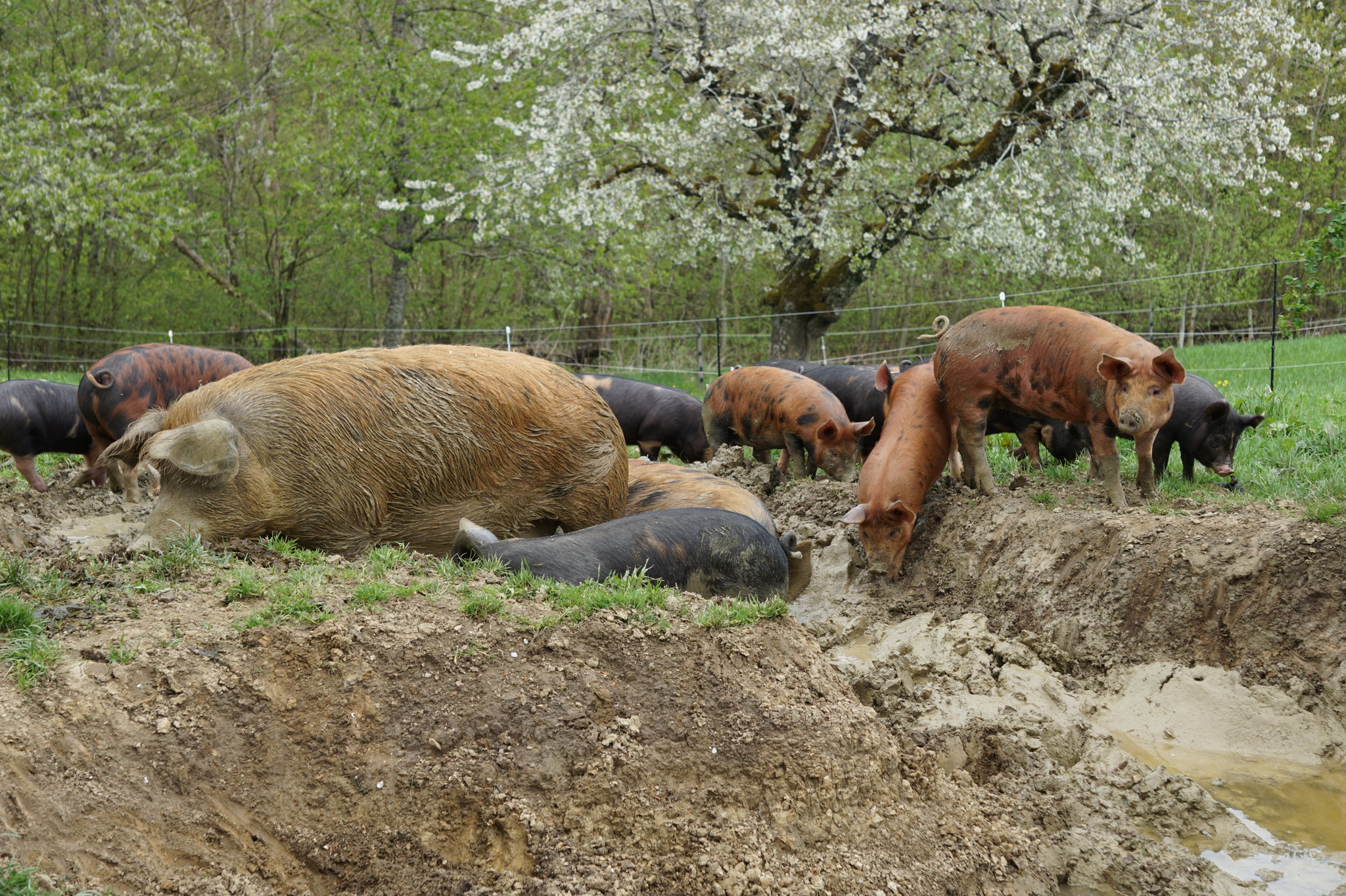 Freilandschweine am Suhlen