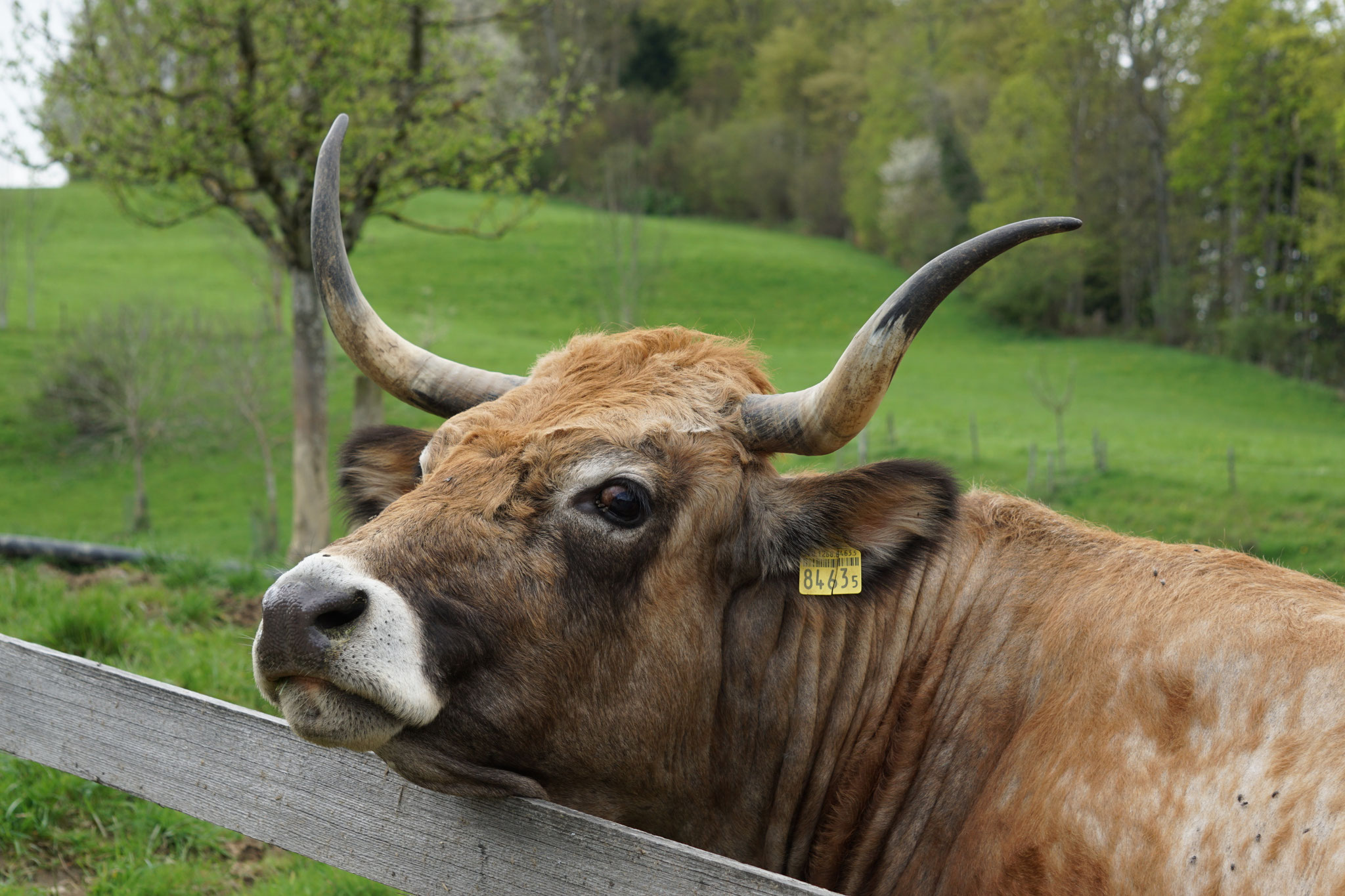 Aubrac