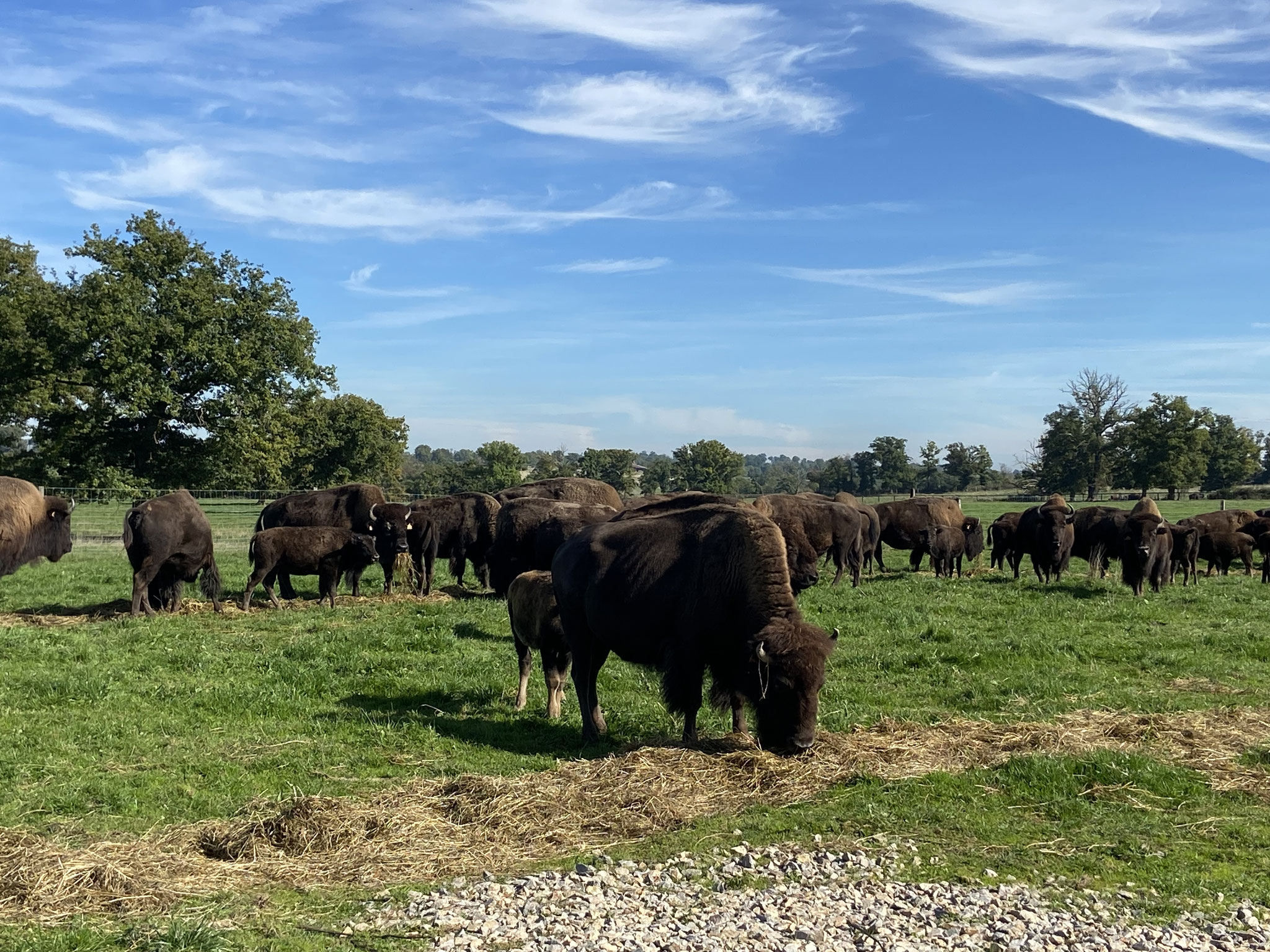 Eine Gruppe von Bisons auf dem Hof von Matthieu Peron.