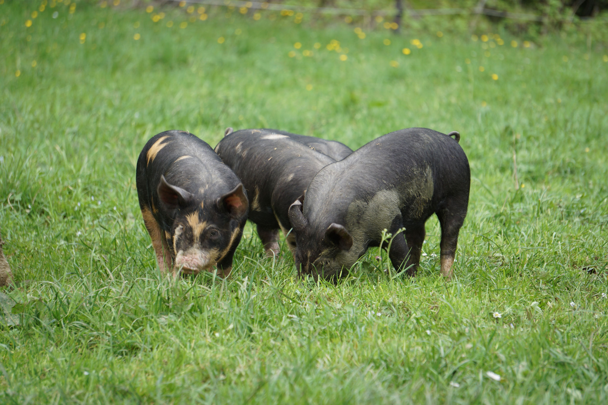 Freiland-Ferkel