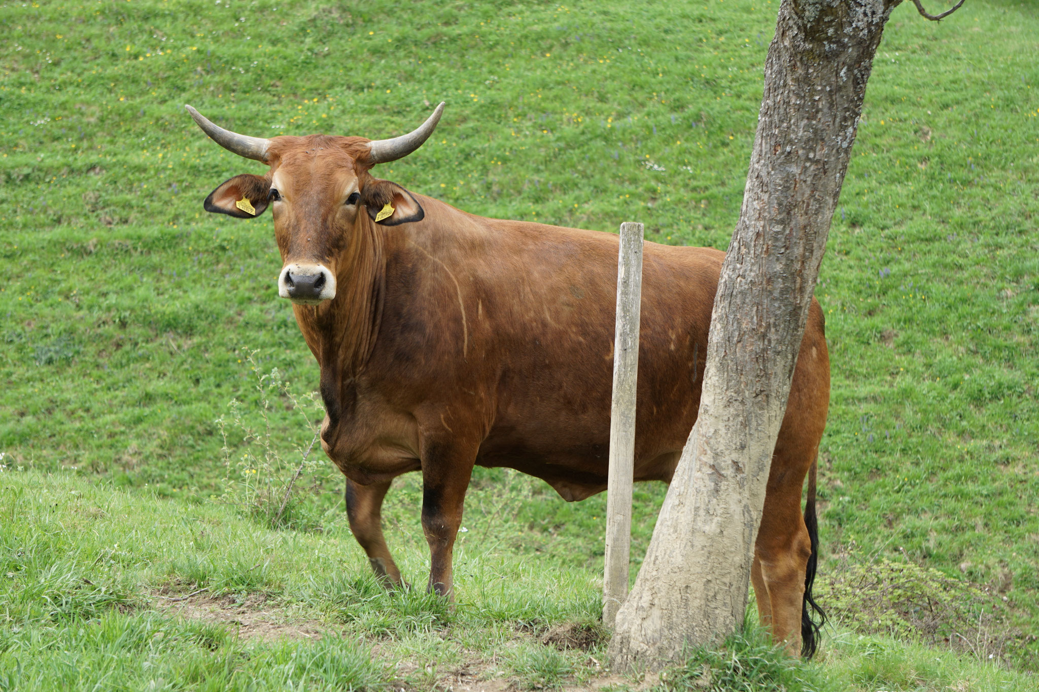 Aubrac-Zebu