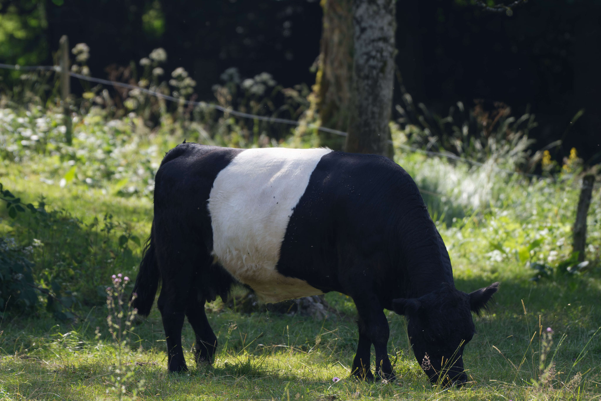 Vache Galloway, Auberge du moine, Nikon Z50 objectif 200-500mm