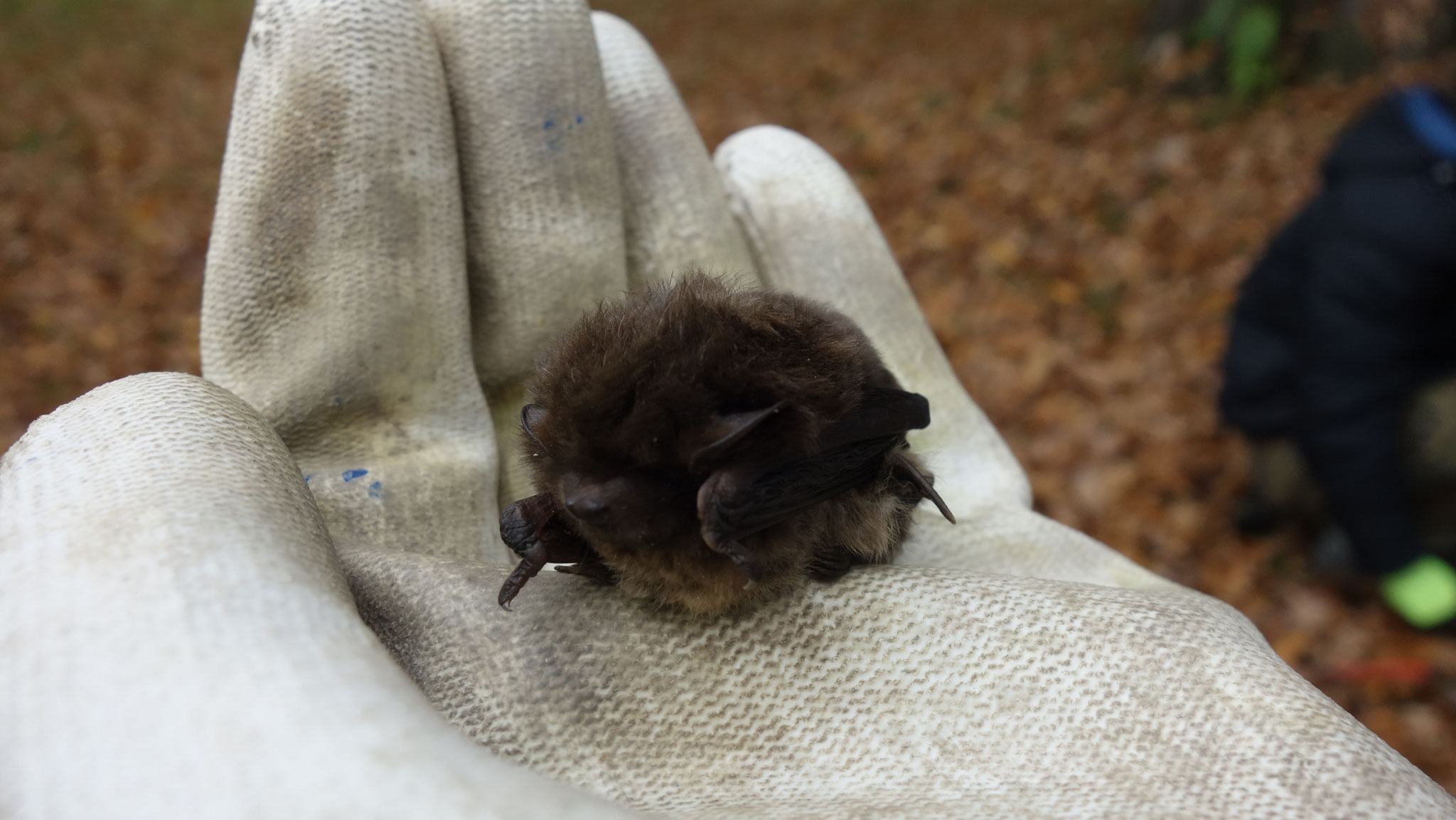 Das absolute Highlight des Tages in der Form eines kleinen runden Flauschballs: Die erste beobachtete kleine Fledermaus an diesem Ort!