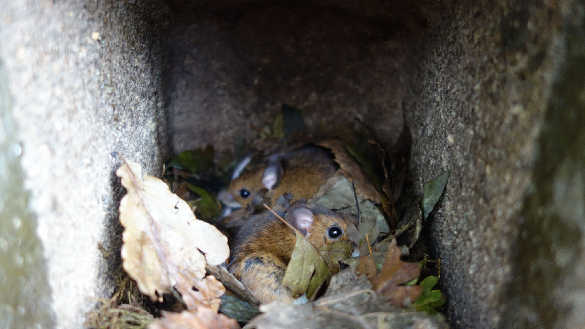 Gelbhalsmäuse: Sie machen es sich gerne in verlassenen Vogelnestern gemütlich. Wir haben eine getroffen, die aus knapp 6 Metern ohne Probleme runter gesprungen und vor uns geflüchtet ist.