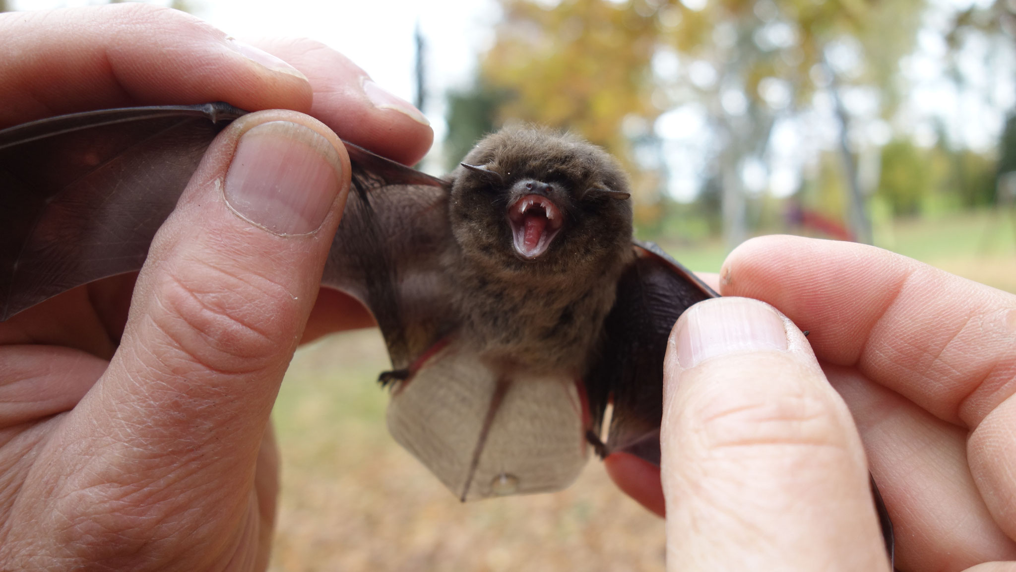 Wir konnten sie den Pipistrellus-Arten zuordnen.