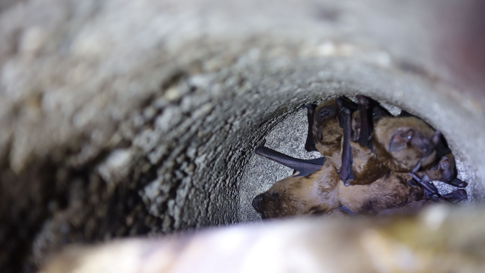 Eine schläfrige Fledermaus kann trotzdem zubeißen. Das Problem dabei ist, dass sie einige Zeit braucht, um aus der Kältestarre zukommen und dann loszulassen zu können. Trägt man einen Handschuh ist das Tier absolut harmlos.