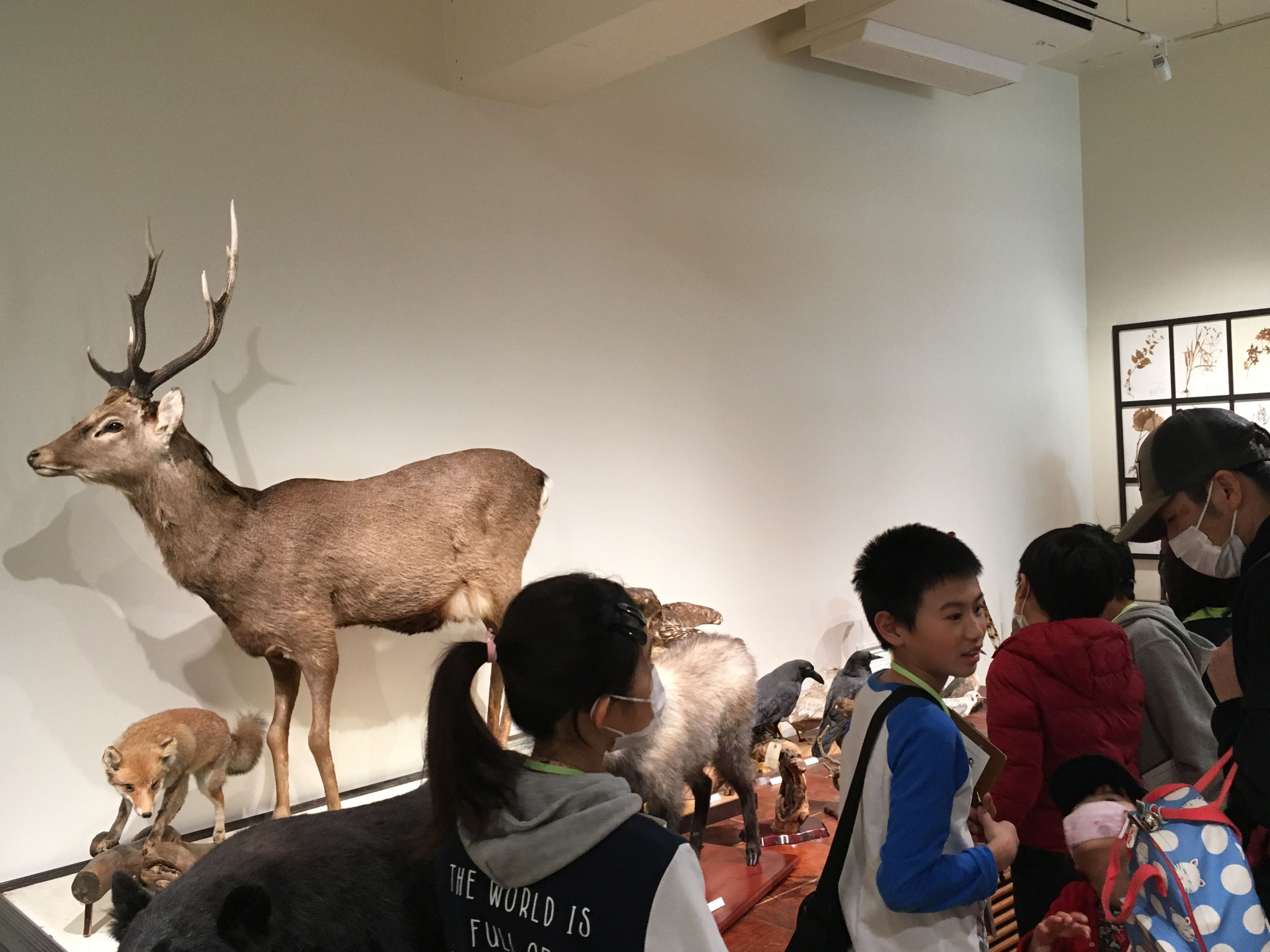 静岡県の多様な生物を標本で展示