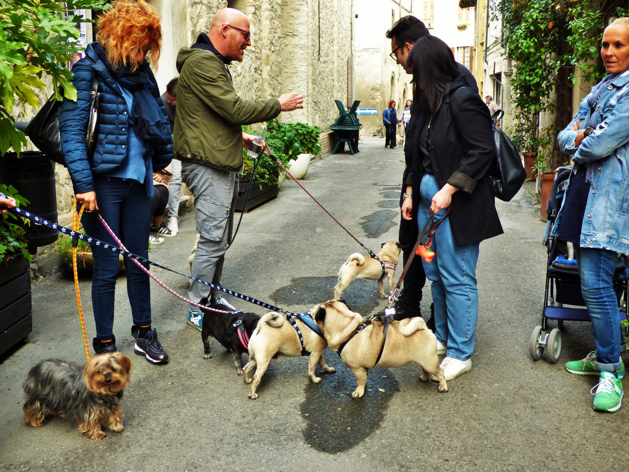 EVENTO    IL CARLINO D'ORO          con proiezione    del film    "ti presento Patrick"      al cinema col cane    12 ottobre ore 15:30