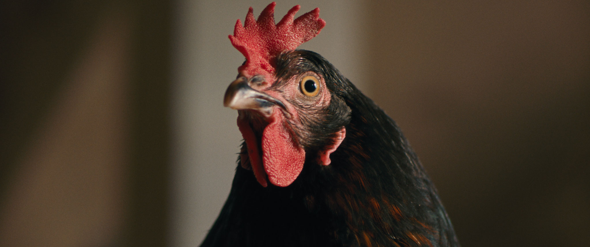 HEN: STORIA DI UNA GALLINA venerdì 24, sabato 25: ore 21:00 domenica 26: ore 18:30 – 21:00 #henStoriaDiUnaGallina #HEN