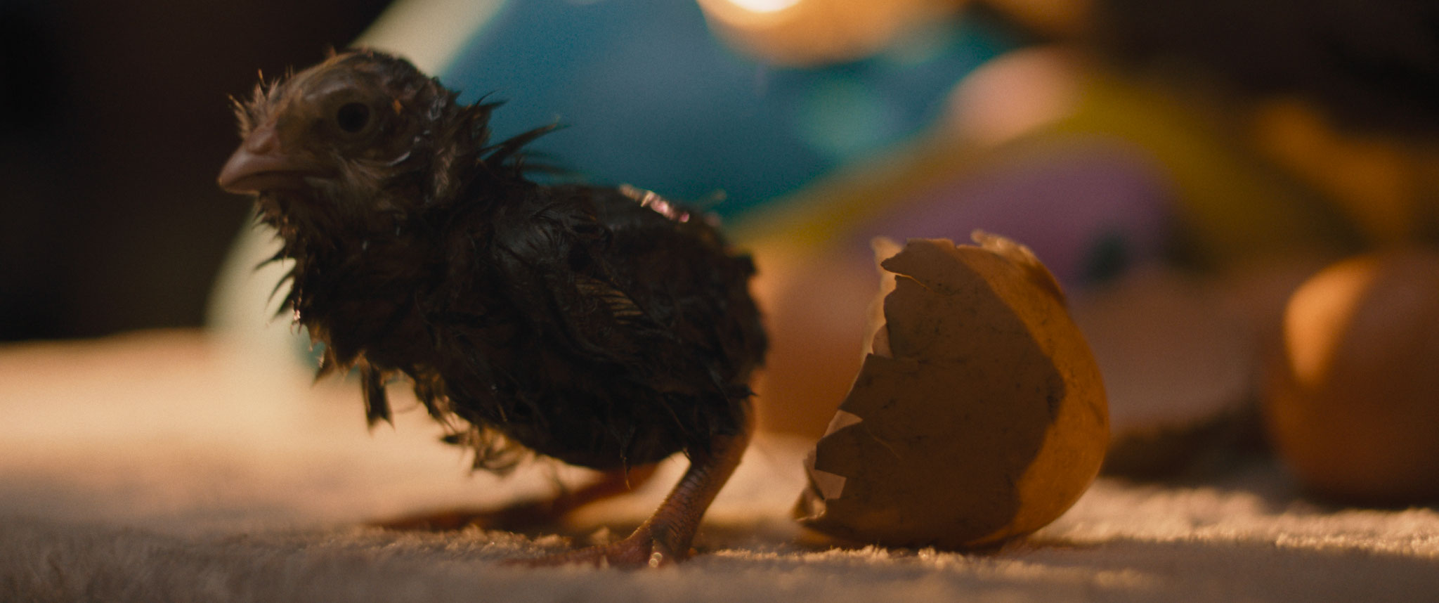 HEN: STORIA DI UNA GALLINA venerdì 24, sabato 25: ore 21:00 domenica 26: ore 18:30 – 21:00 #henStoriaDiUnaGallina #HEN