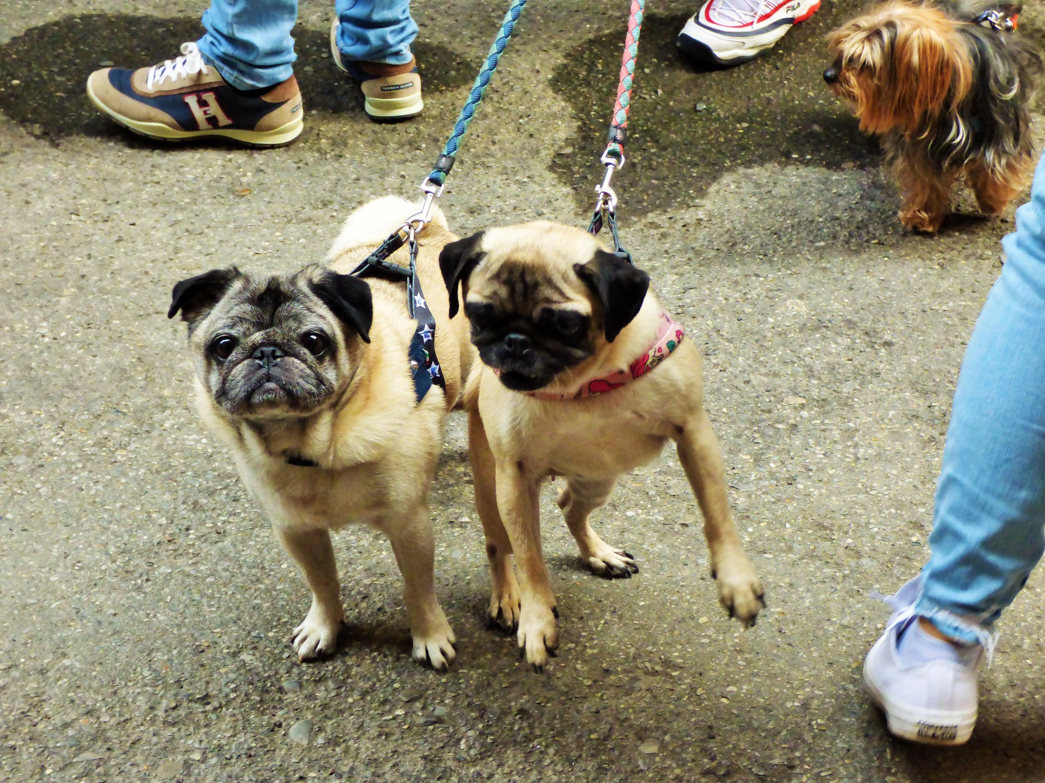 EVENTO    IL CARLINO D'ORO          con proiezione    del film    "ti presento Patrick"      al cinema col cane    12 ottobre ore 15:30